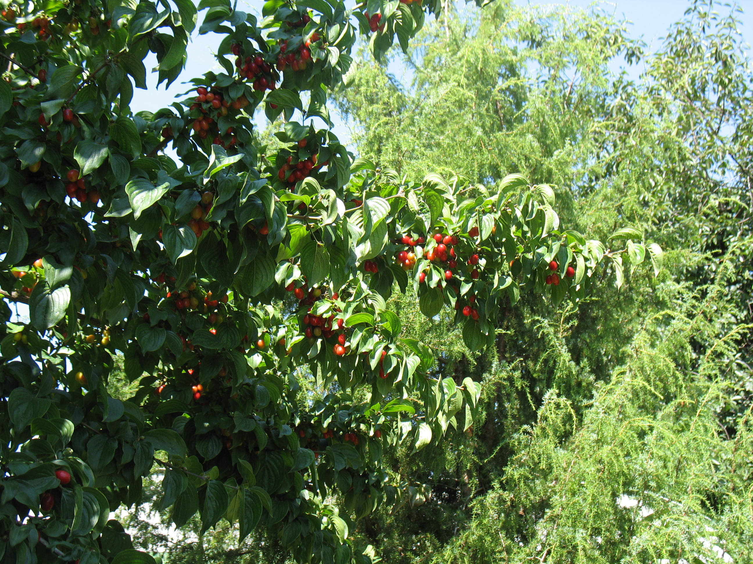 Cornus mas (corniolo)
