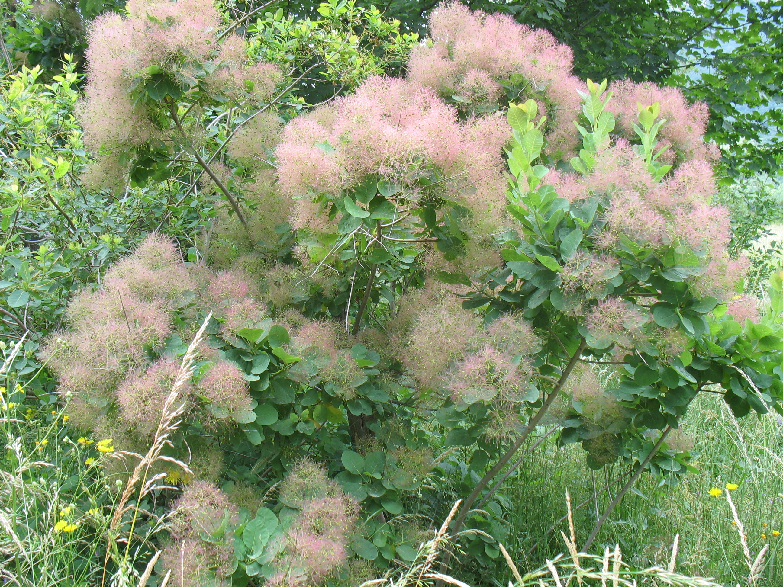 Cotinus coggygria (albero della nebbia)