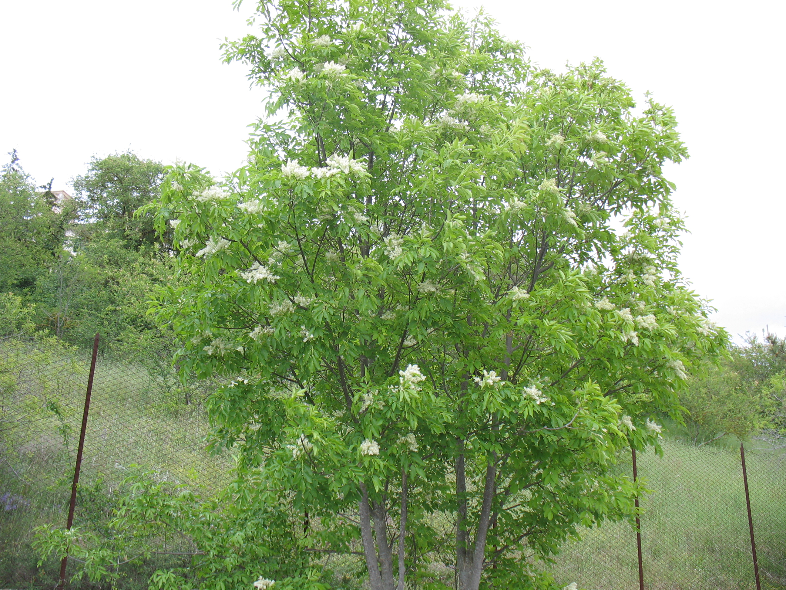 Fraxinus ornus
