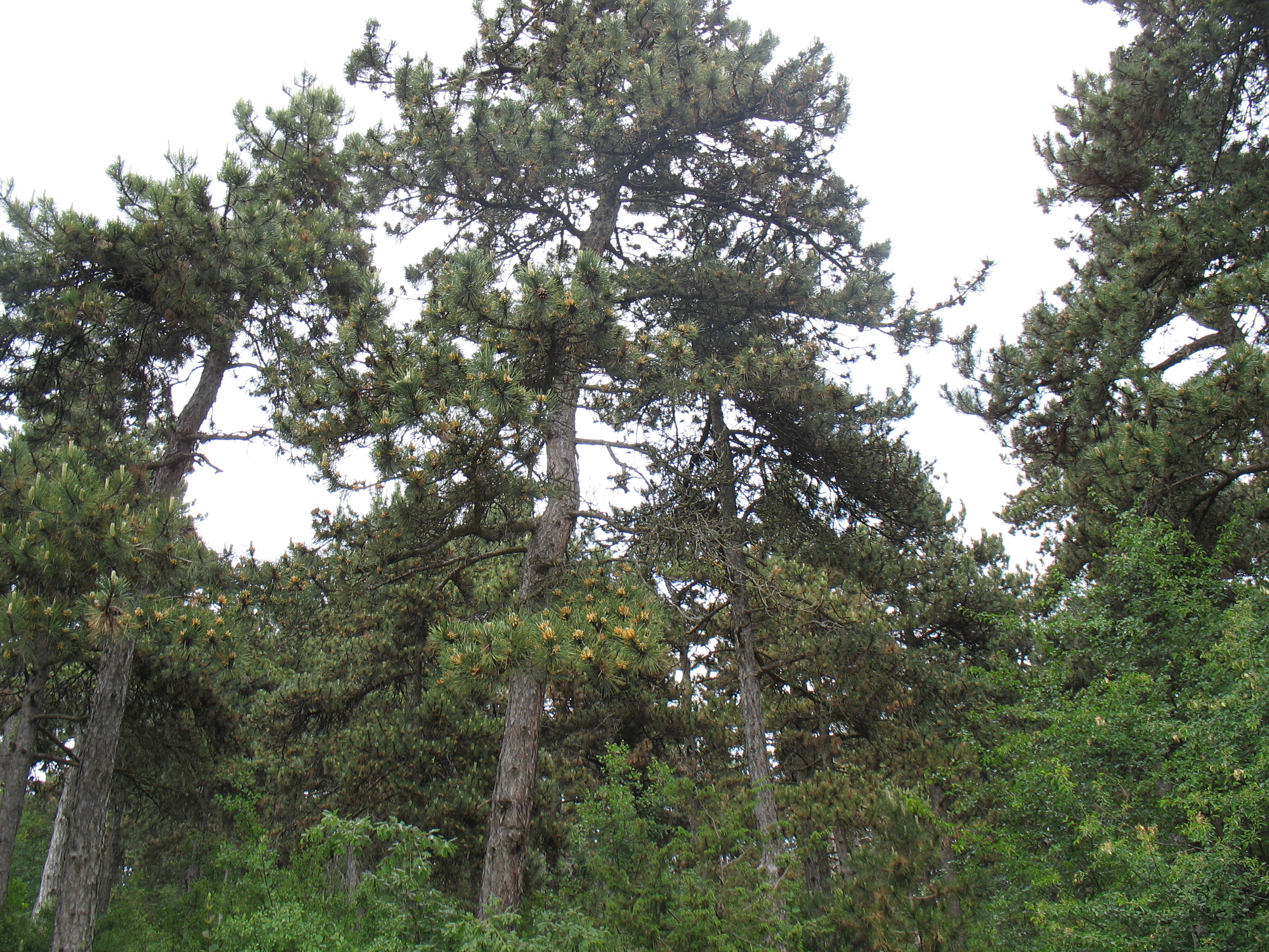 Pinus nigra