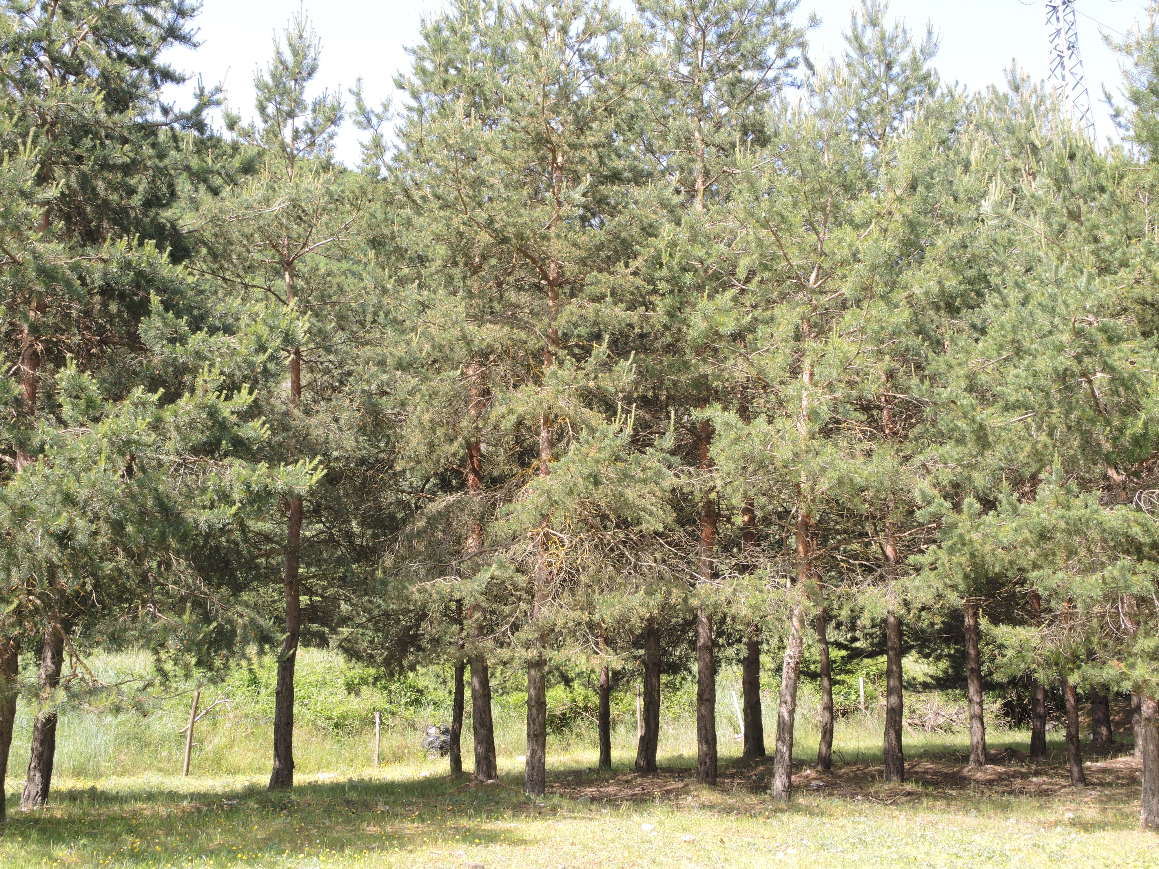Pinus sylvestris