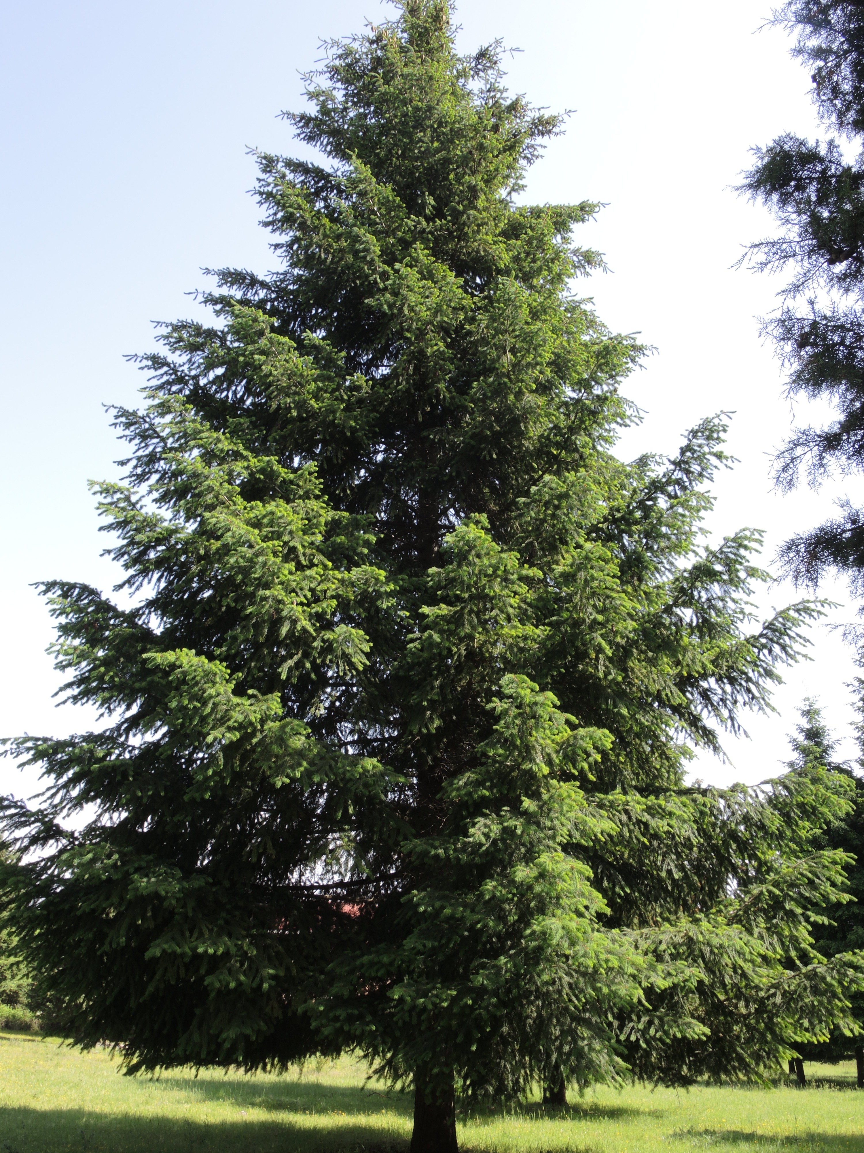 Pseudotsuga menziesii  (Douglas)