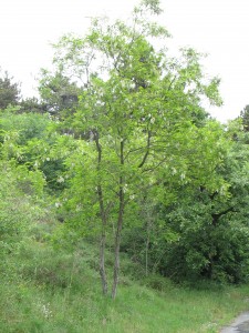 Robinia pseudoacacia (1)