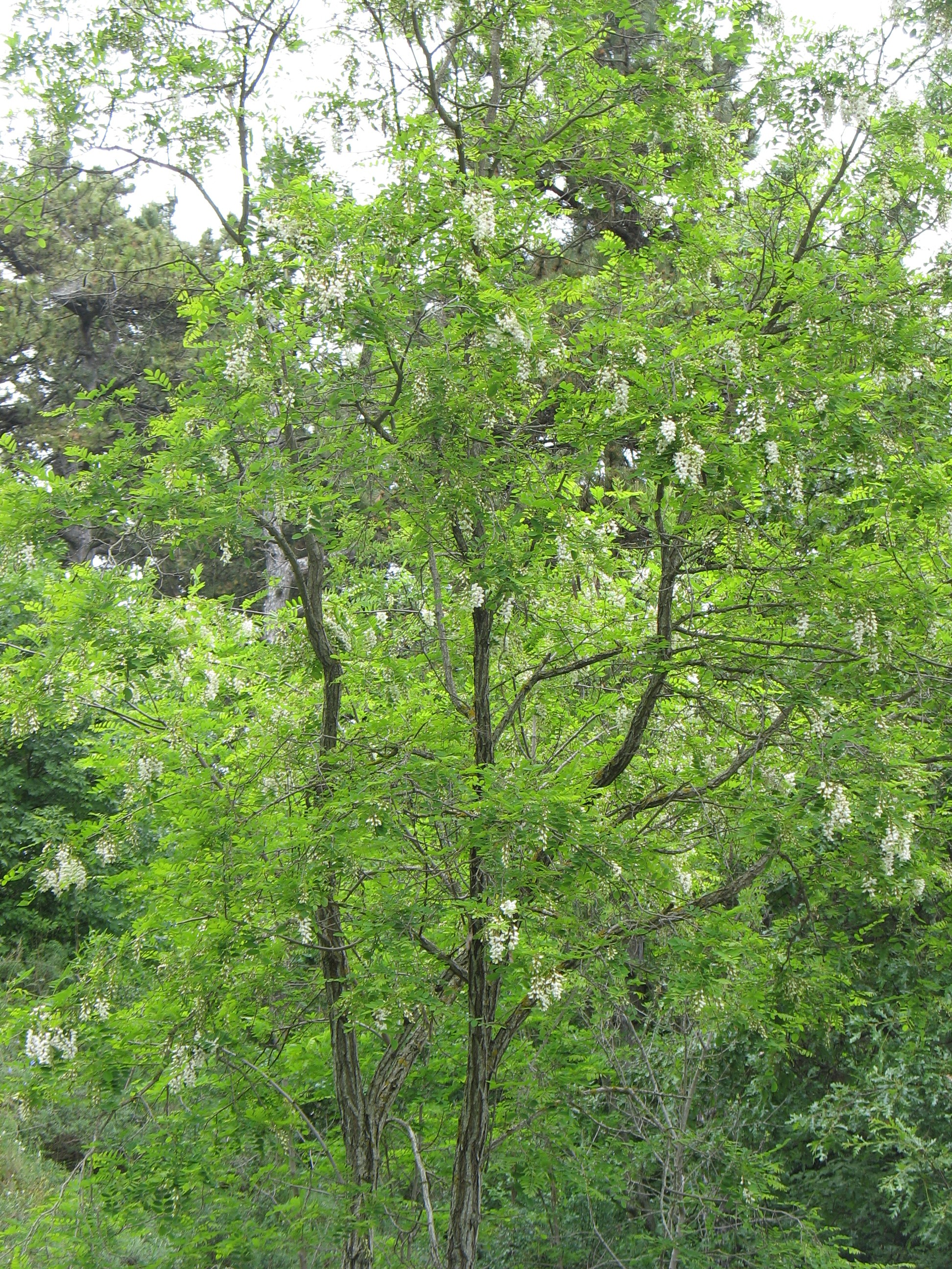 Robinia pseudoacacia