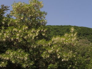 Robinia pseudoacaia f.to G.Curti (4)