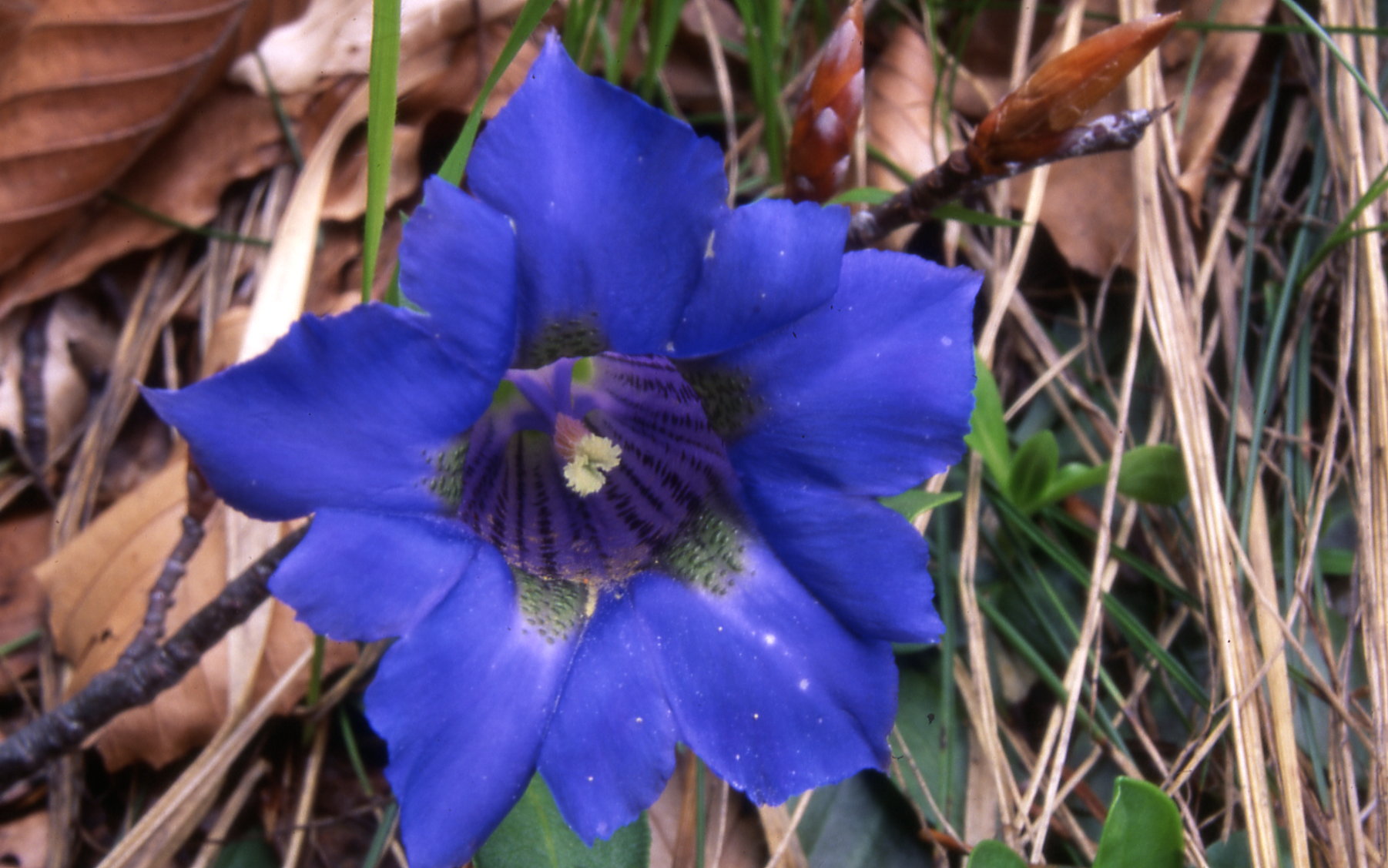 Fiori spontanei (L.Curti)