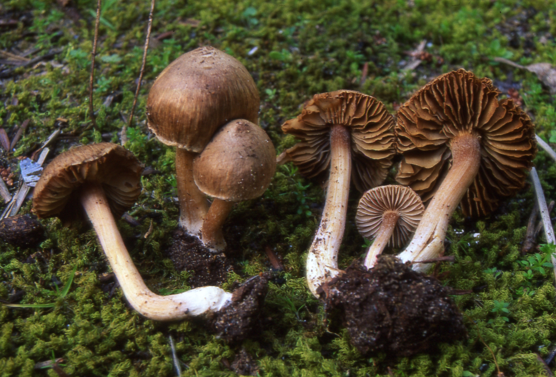 Inocybe fastigiata (Schaeff.: Fr.) Quel. = I.rimosa (Bull.) P. Kumm..