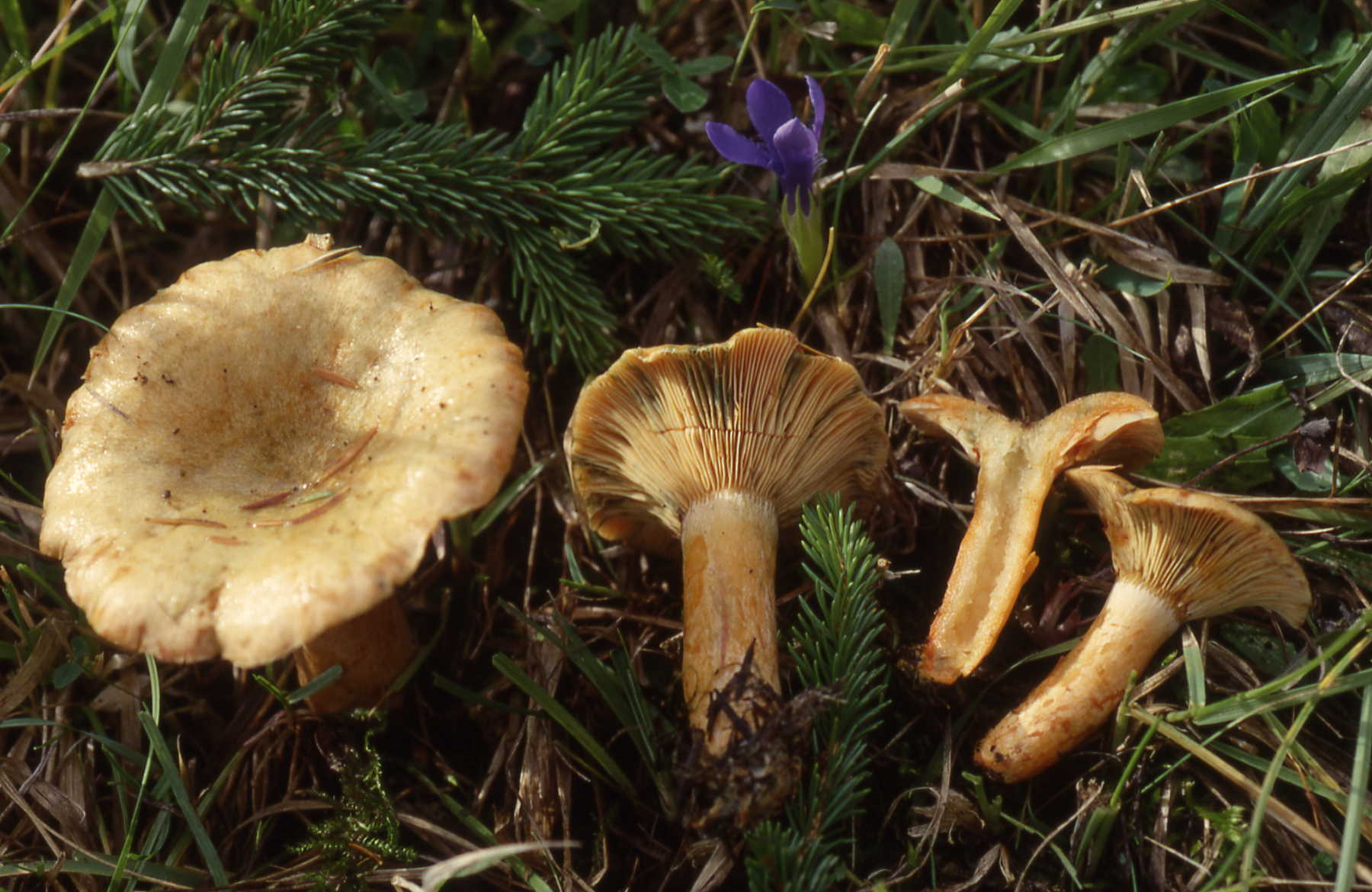 Lactarius semisanguifluus R. Heim & Leclair