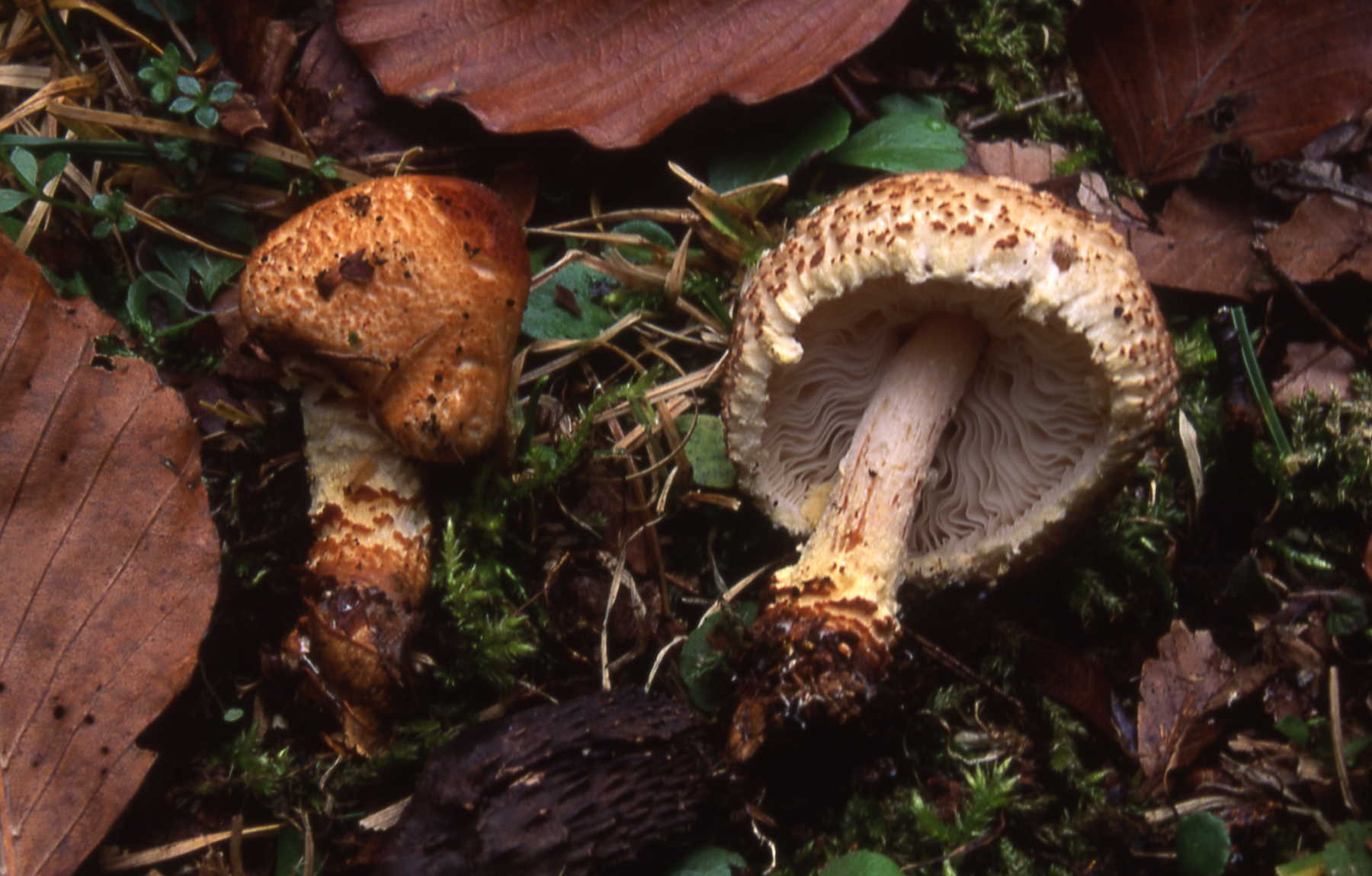 Lepiota magnispora Murrill = Lepiota ventriosospora Reid