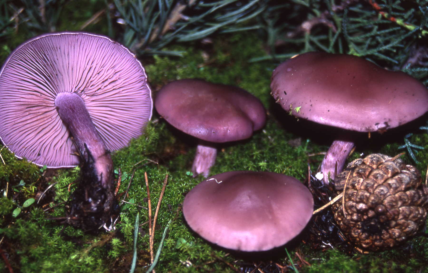 Lepista nuda (Bull.) Cooke. = Rhodopaxillus nudus (Bull.) Maire