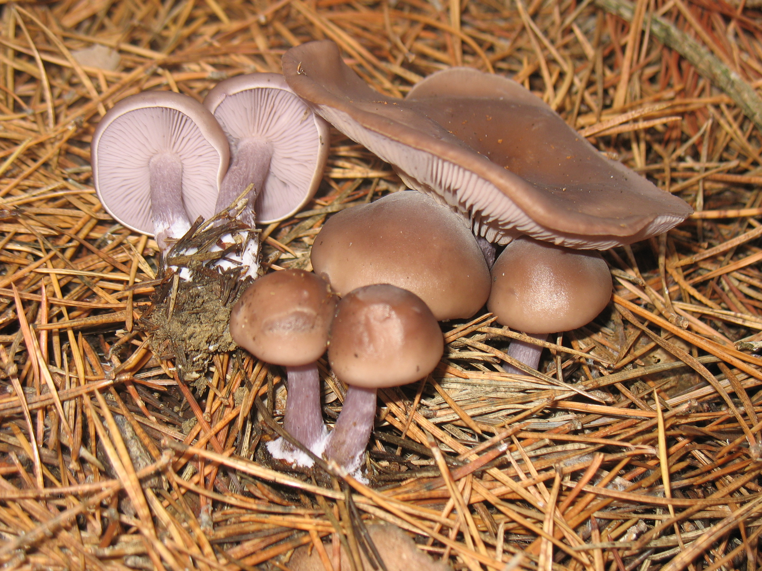 Lepista sordida  (Schum.: Fr.) Singer