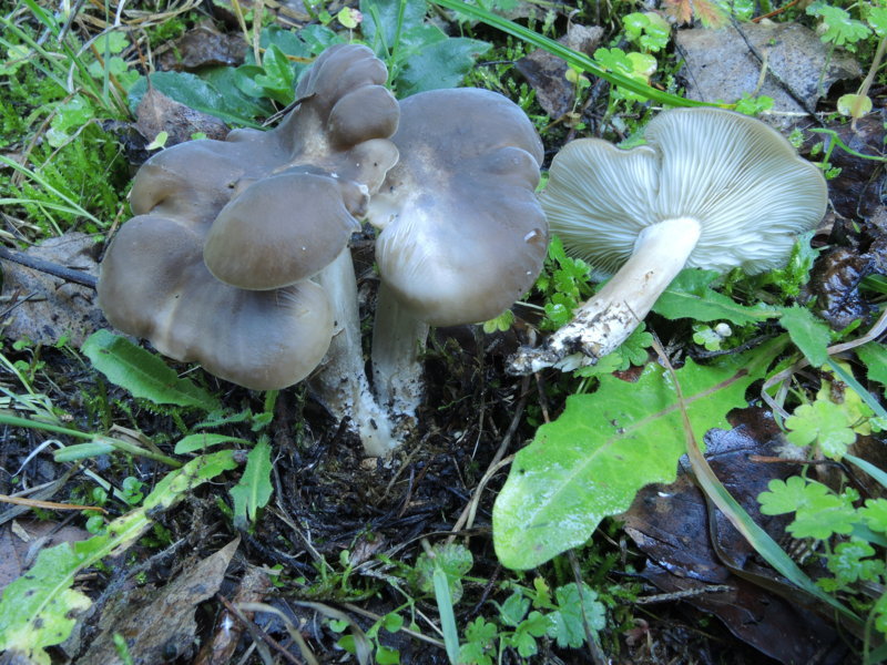 Lyophyllum decastes (Fr.) Singer.