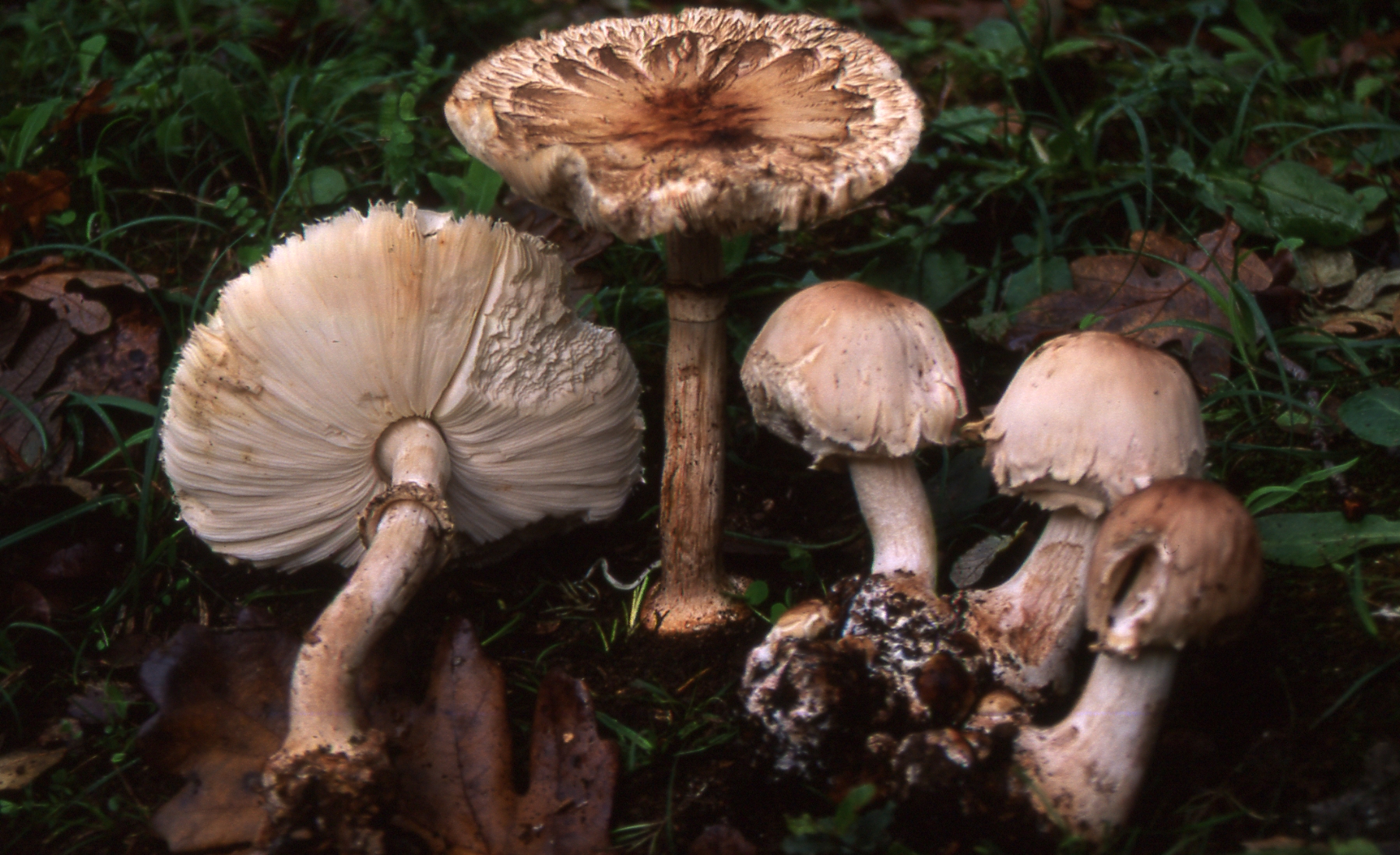 Macrolepiota venenata Jacob ex Bon