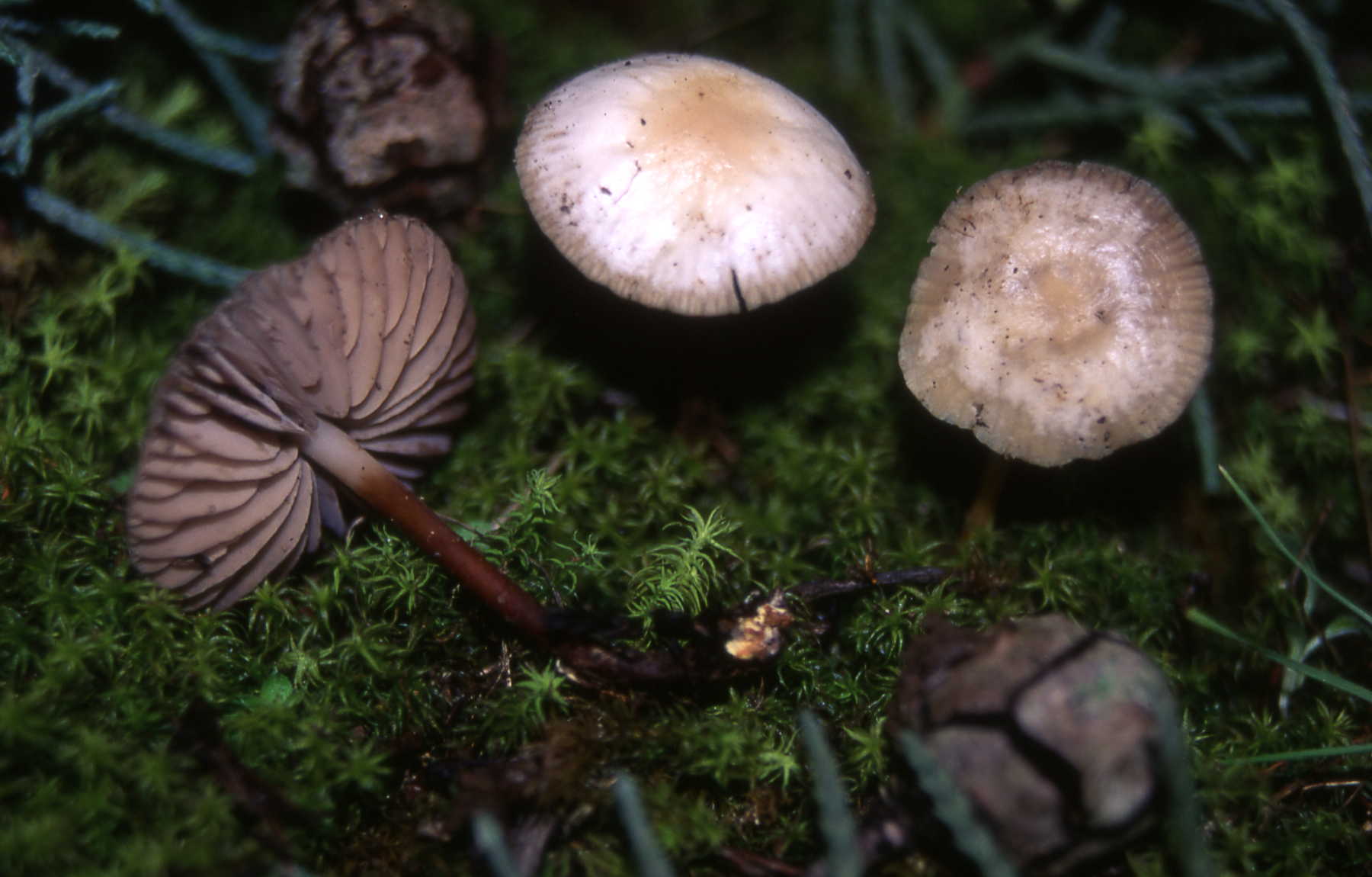 Marasmius wynnei Berk.et Broome