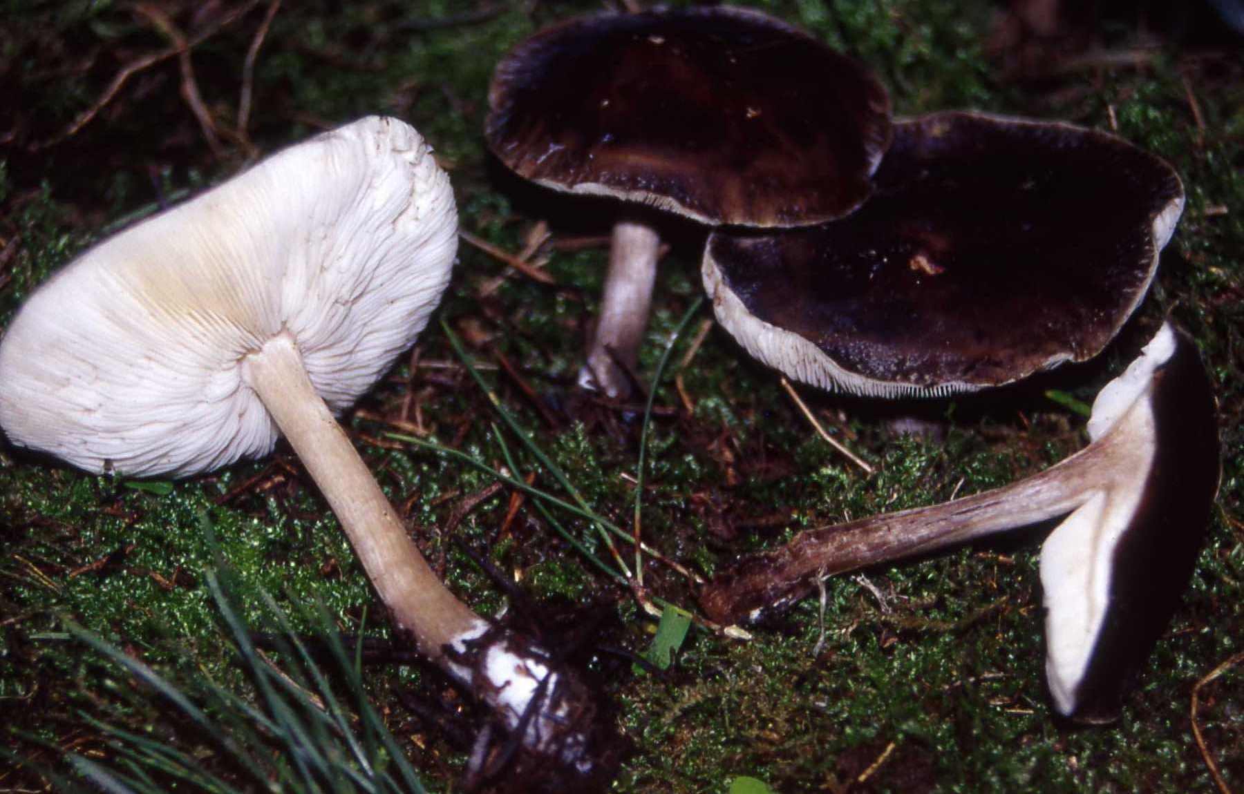 Melanoleuca leucophylloides (Bon) Bon