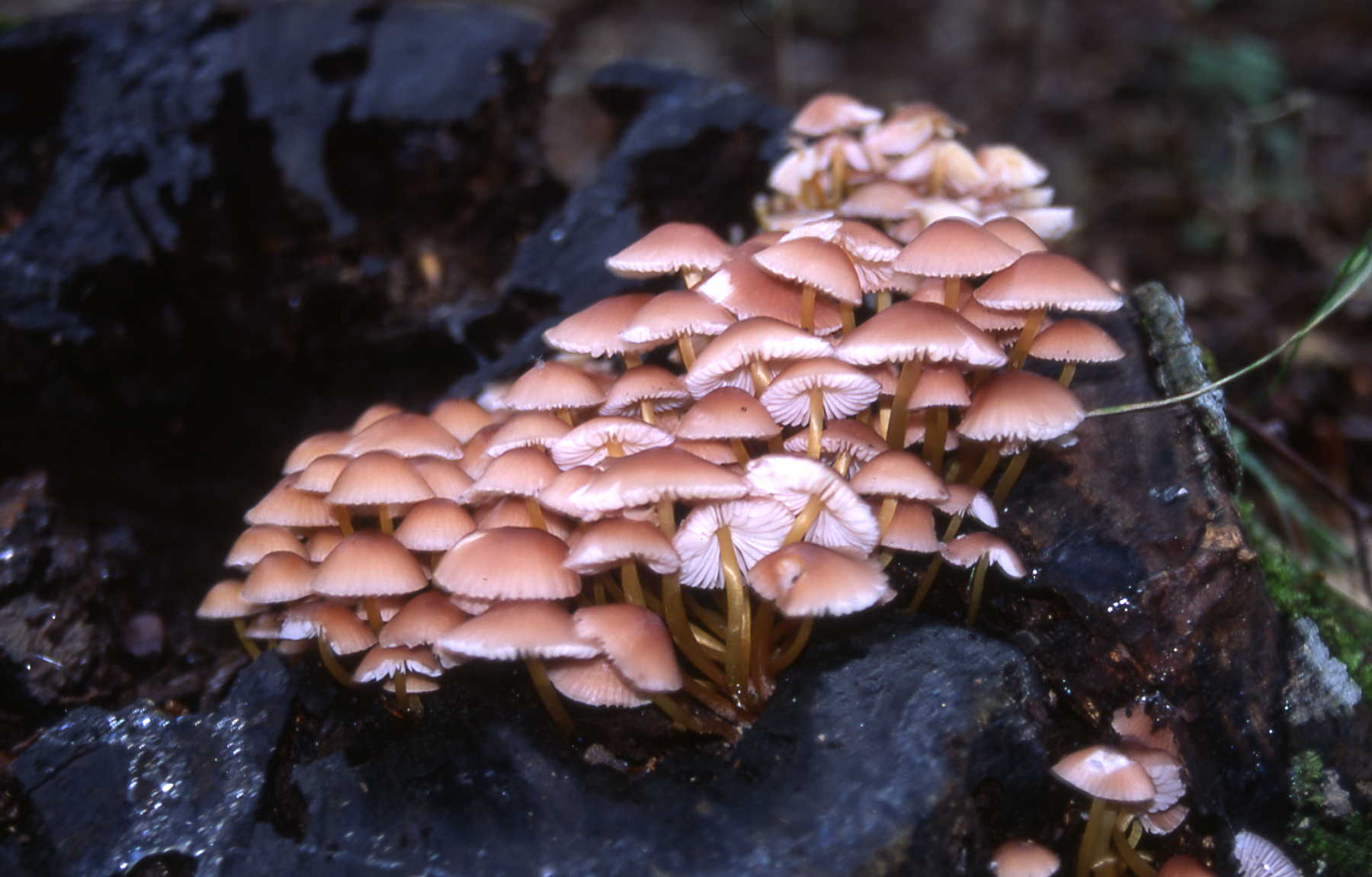 Mycena renati Quél.