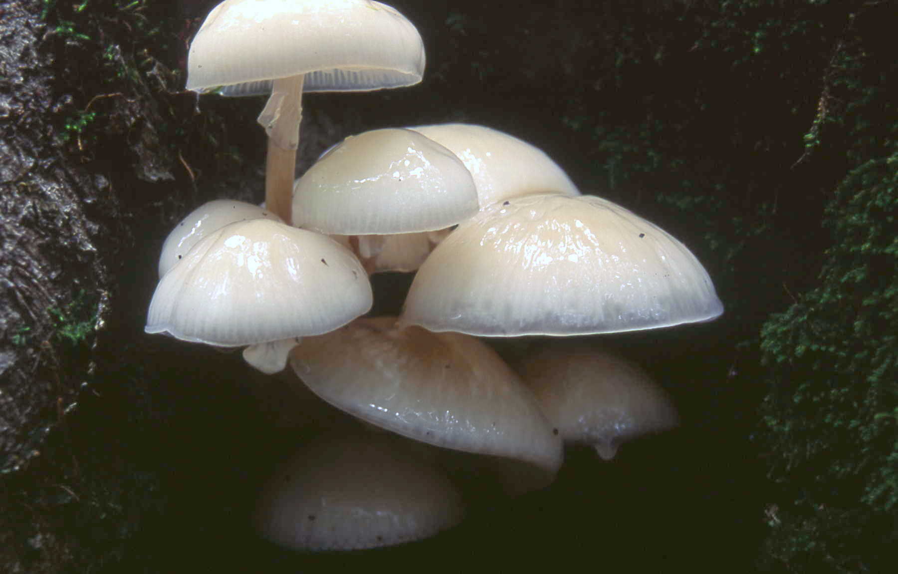 Oudemansiella mucida (Schrad.) Pat.
