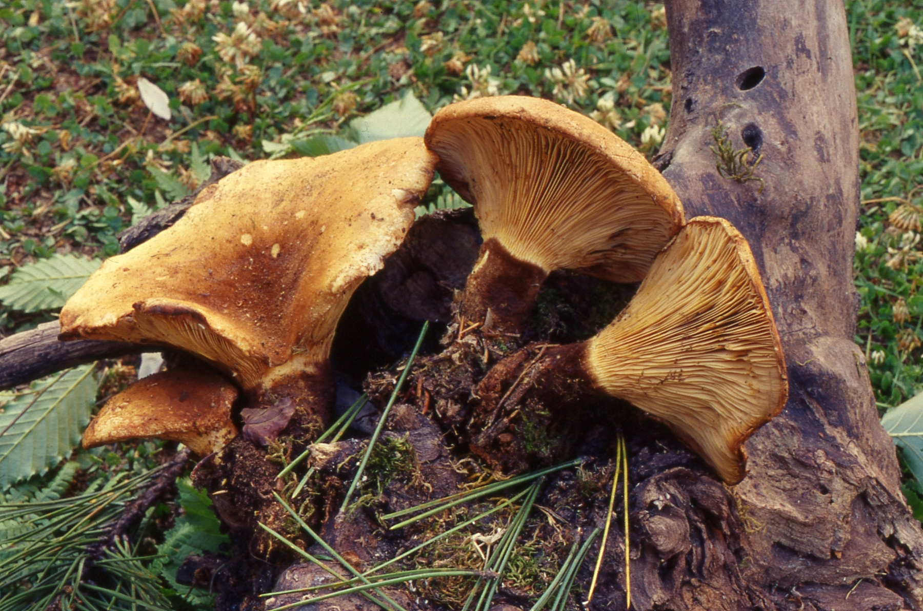 Tapinella atrotomentosa (Batsch : Fr.) Sutara = Paxillus atrotomentosus (Batsch Fr.) Fr.