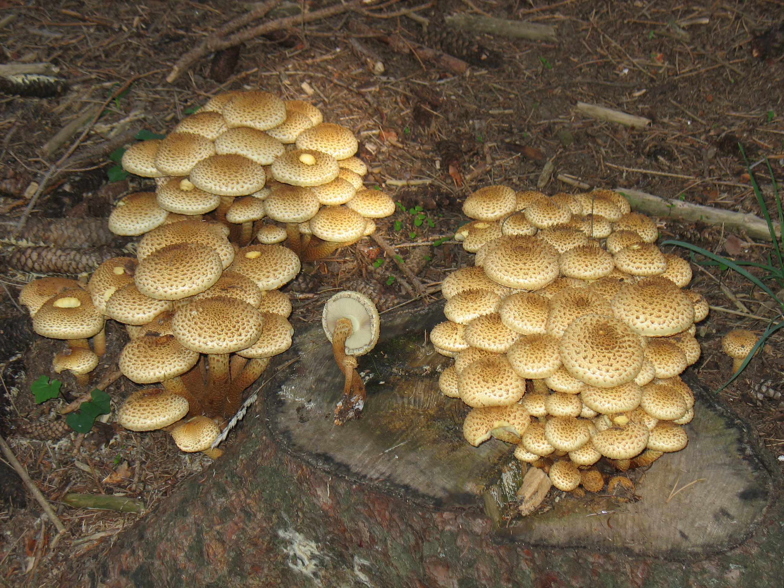 Pholiota squarrosa (Pers.) Kumm.