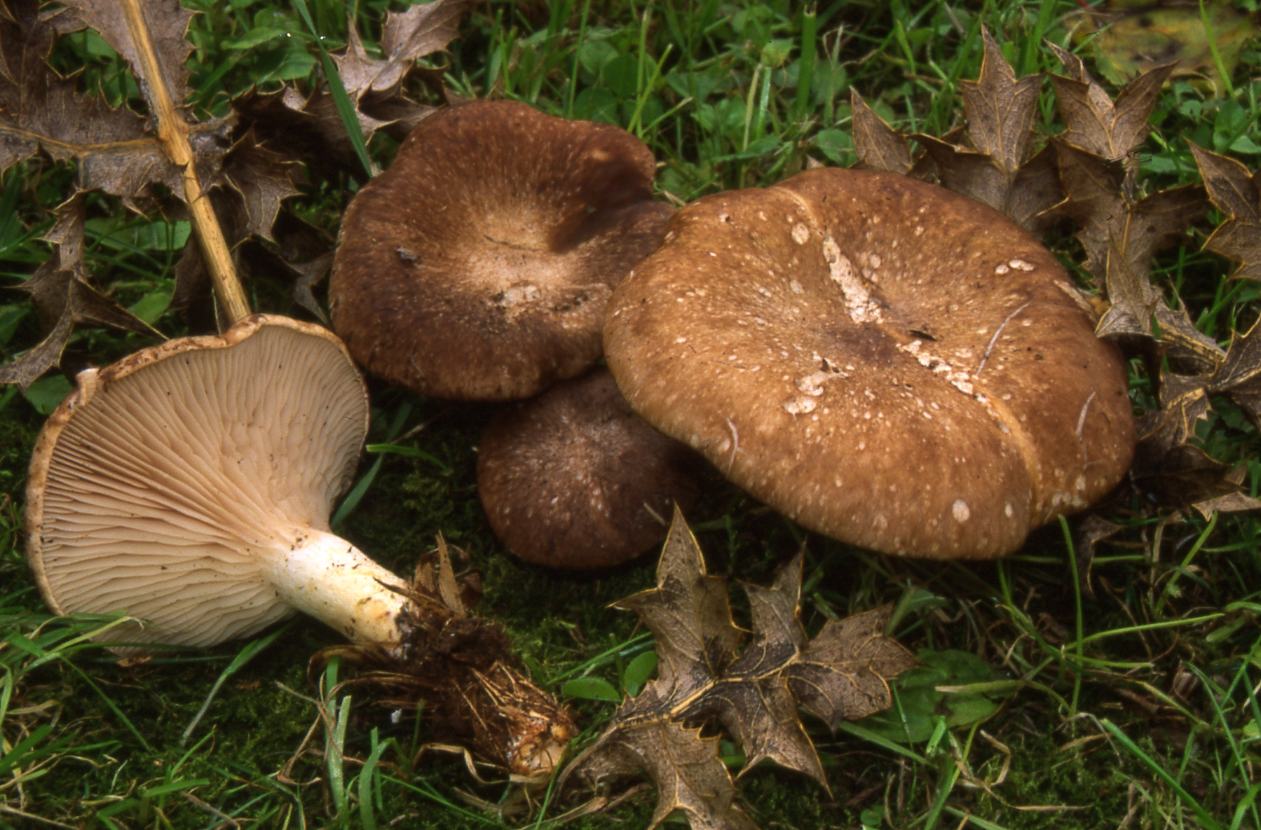 Pleurotus eryngii Fr.