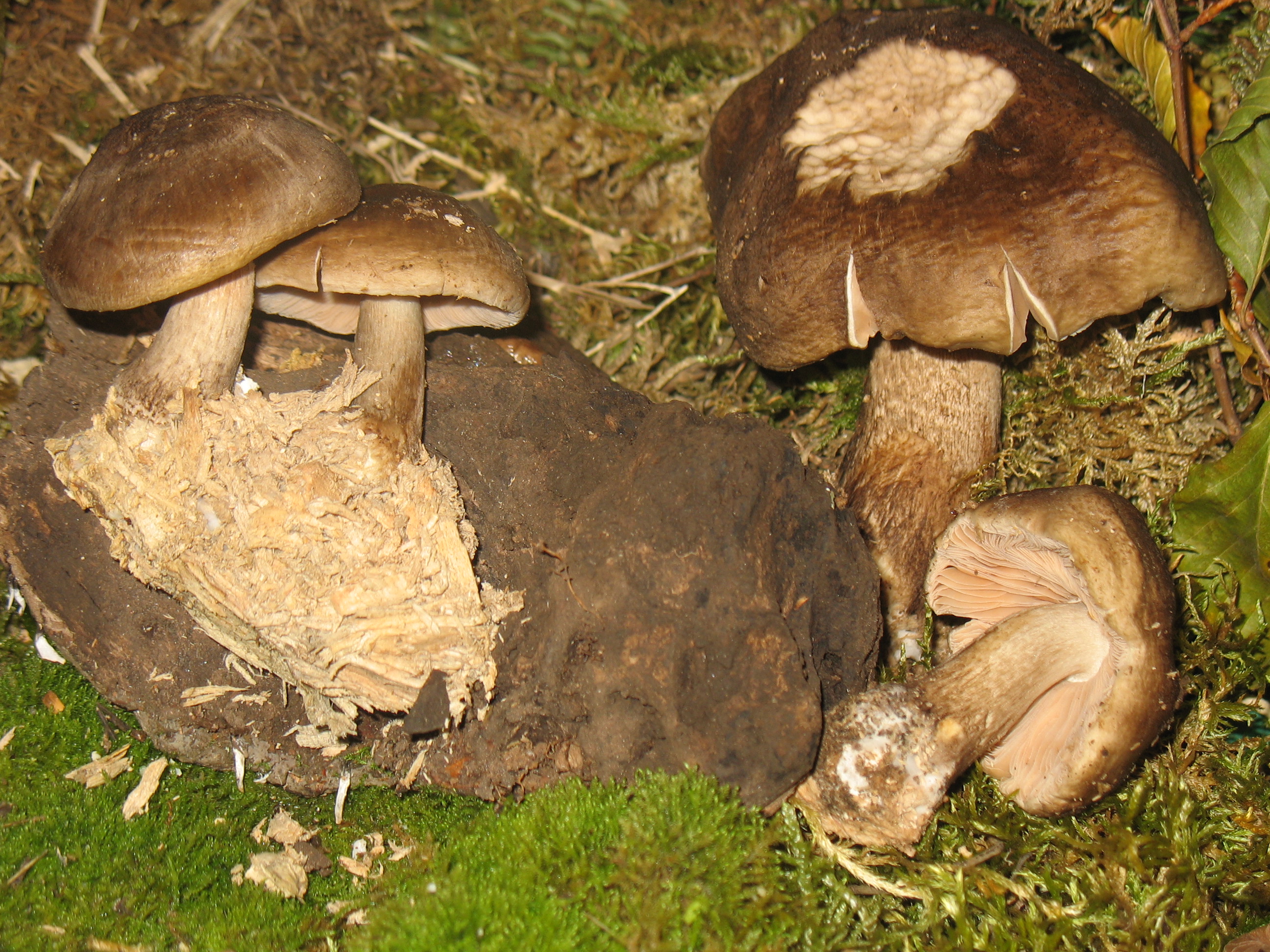 Pluteus umbrosus  (Pers.) P.Kumm.