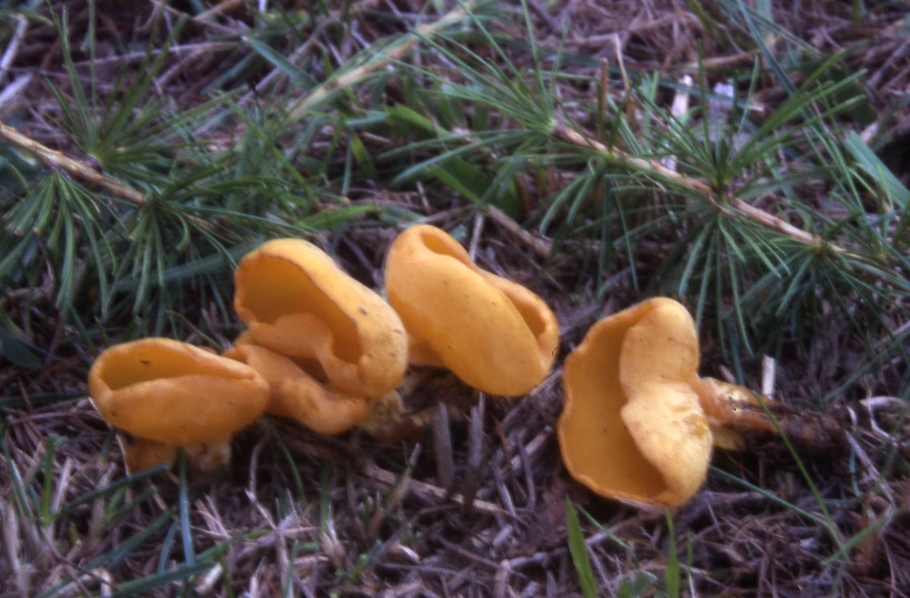 Sowerbyella imperialis (Peck) Korf