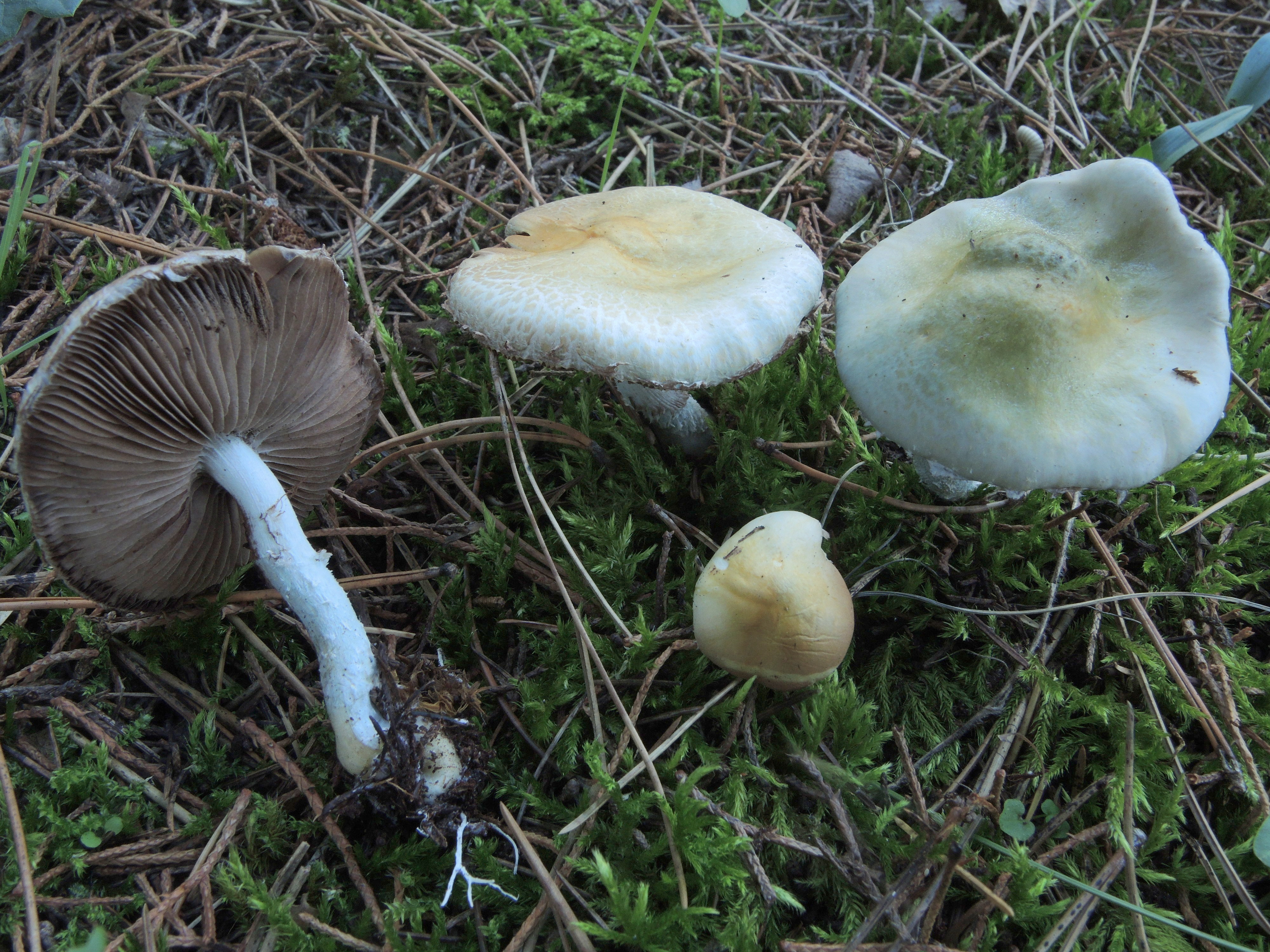 Stropharia cyanea (Bull.)Tuom.= S.caerulea Kreisel