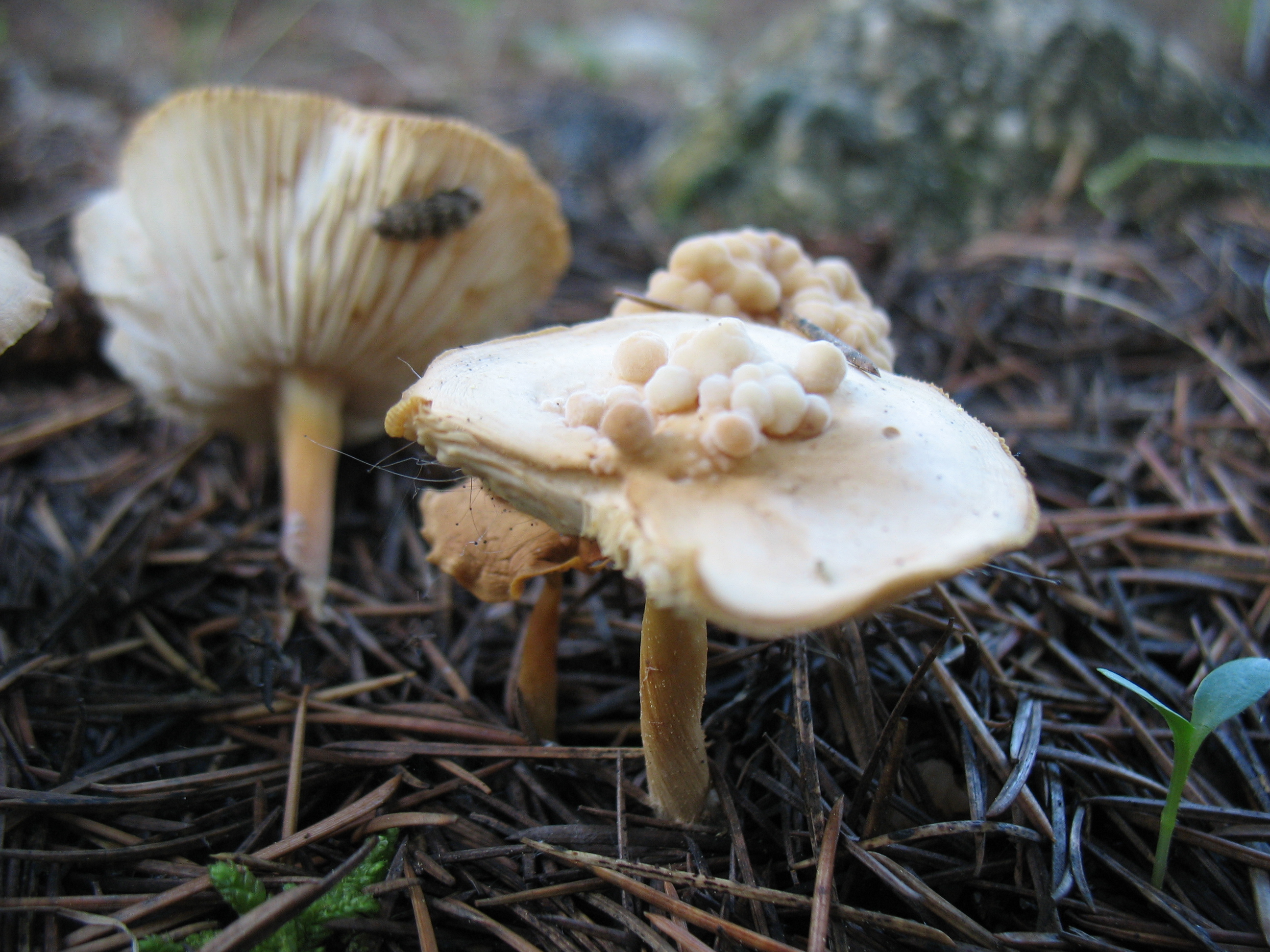 Syzygospora tumefaciens (Ginns & Sunhede) Ginns