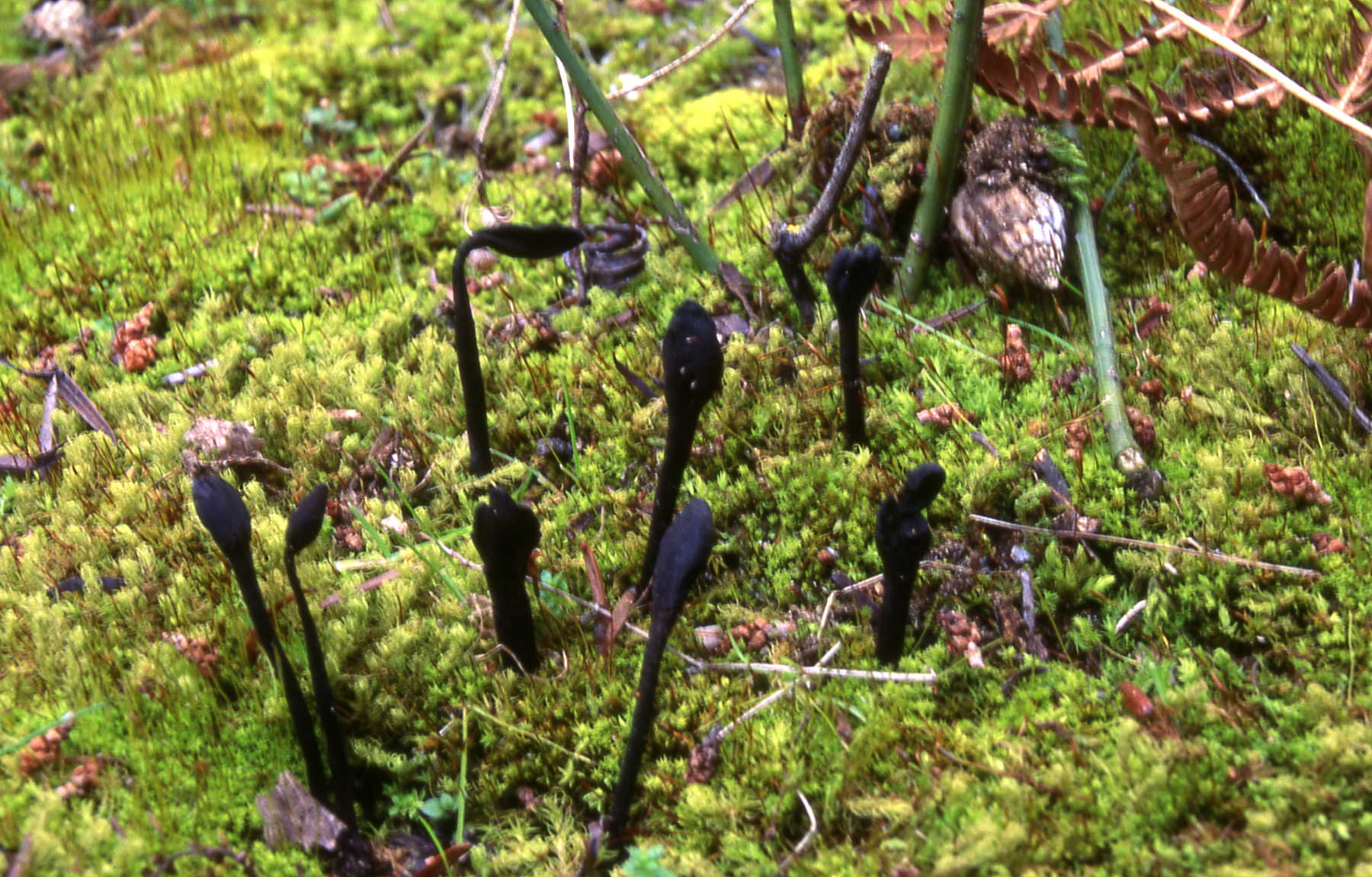 Trichoglossum hirsutum (Pers.) Boud.