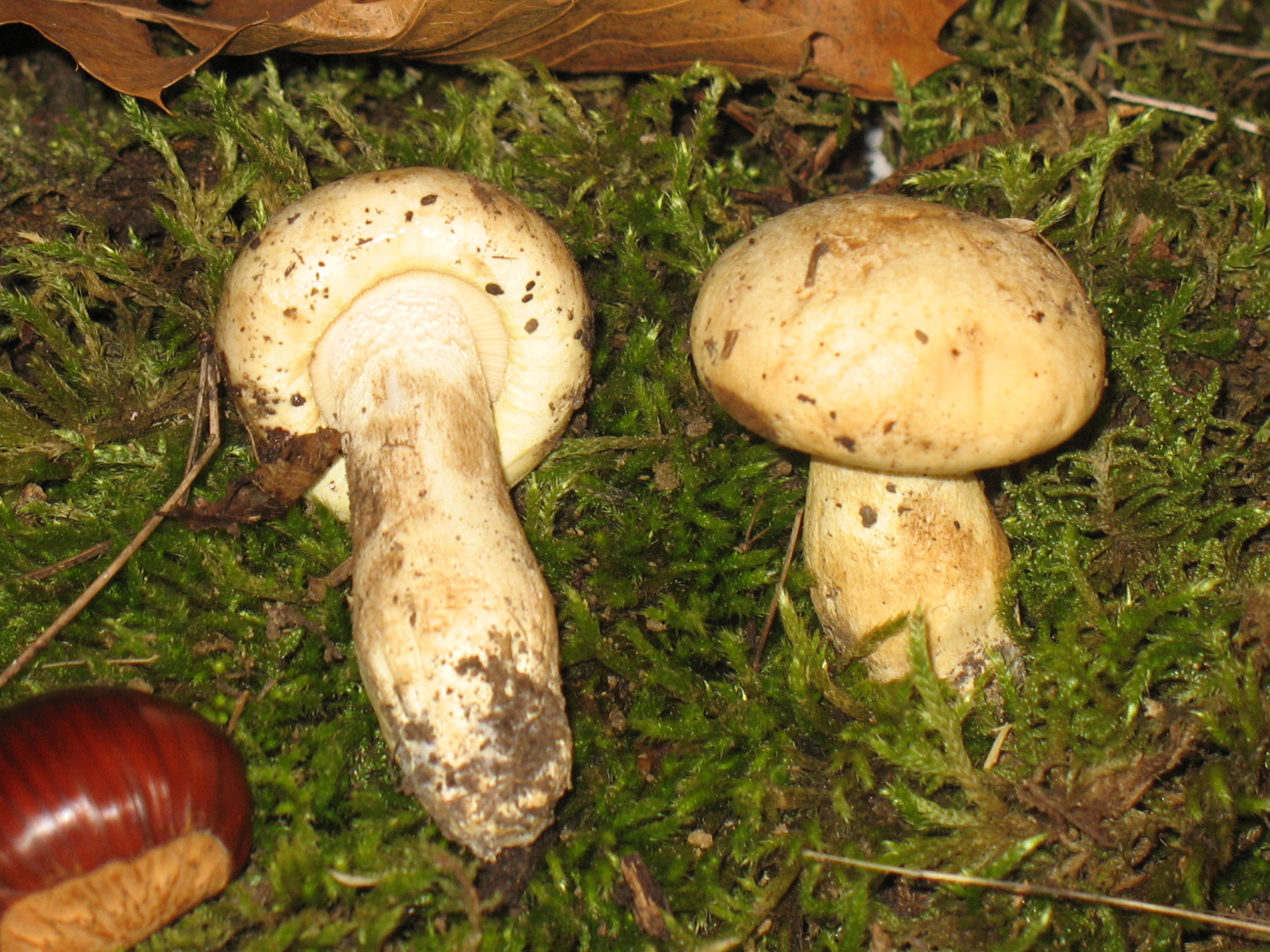Tricholoma acerbum (Bull.: Fr.) Quél.
