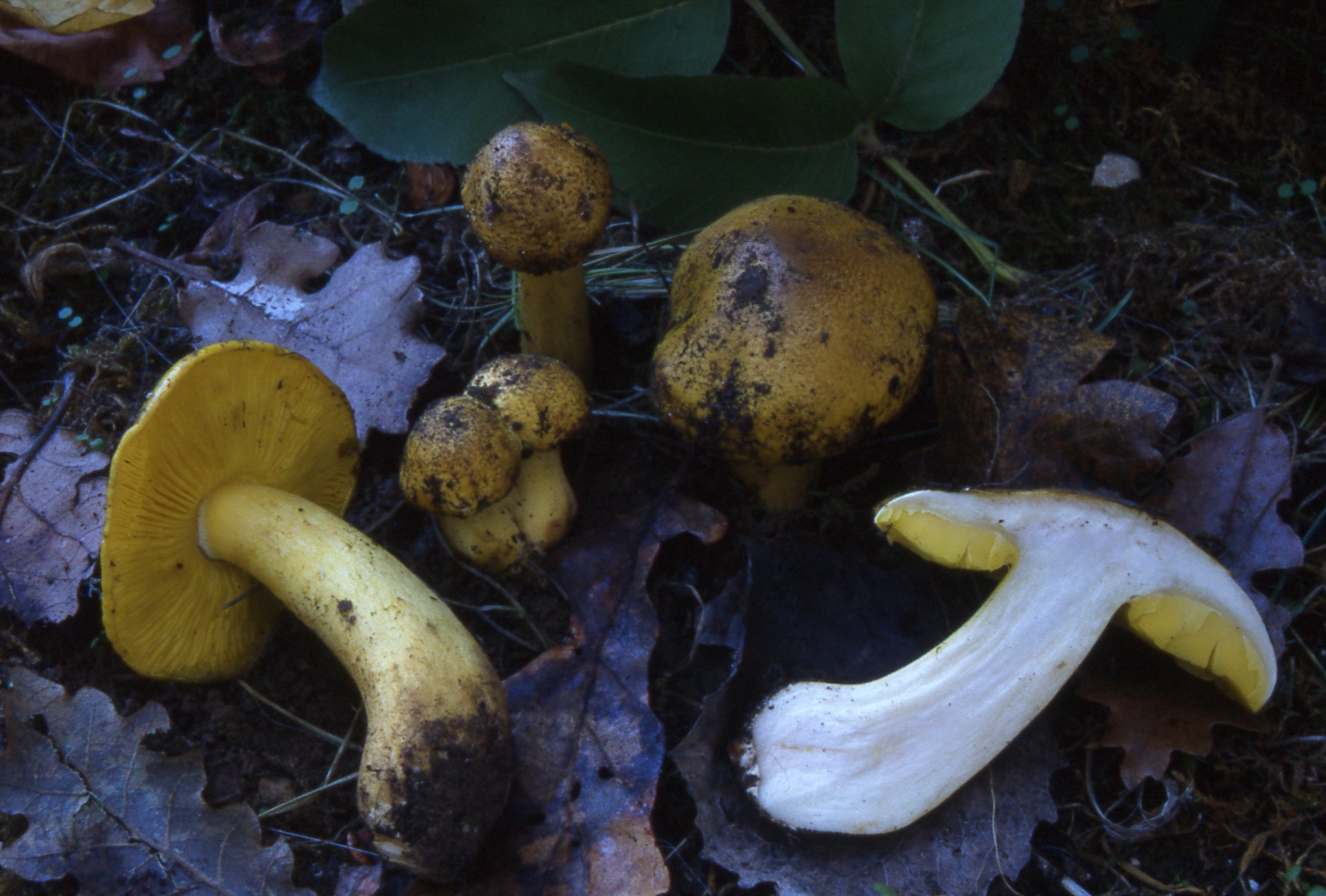 Tricholoma frondosae Kalamees & Shchukin