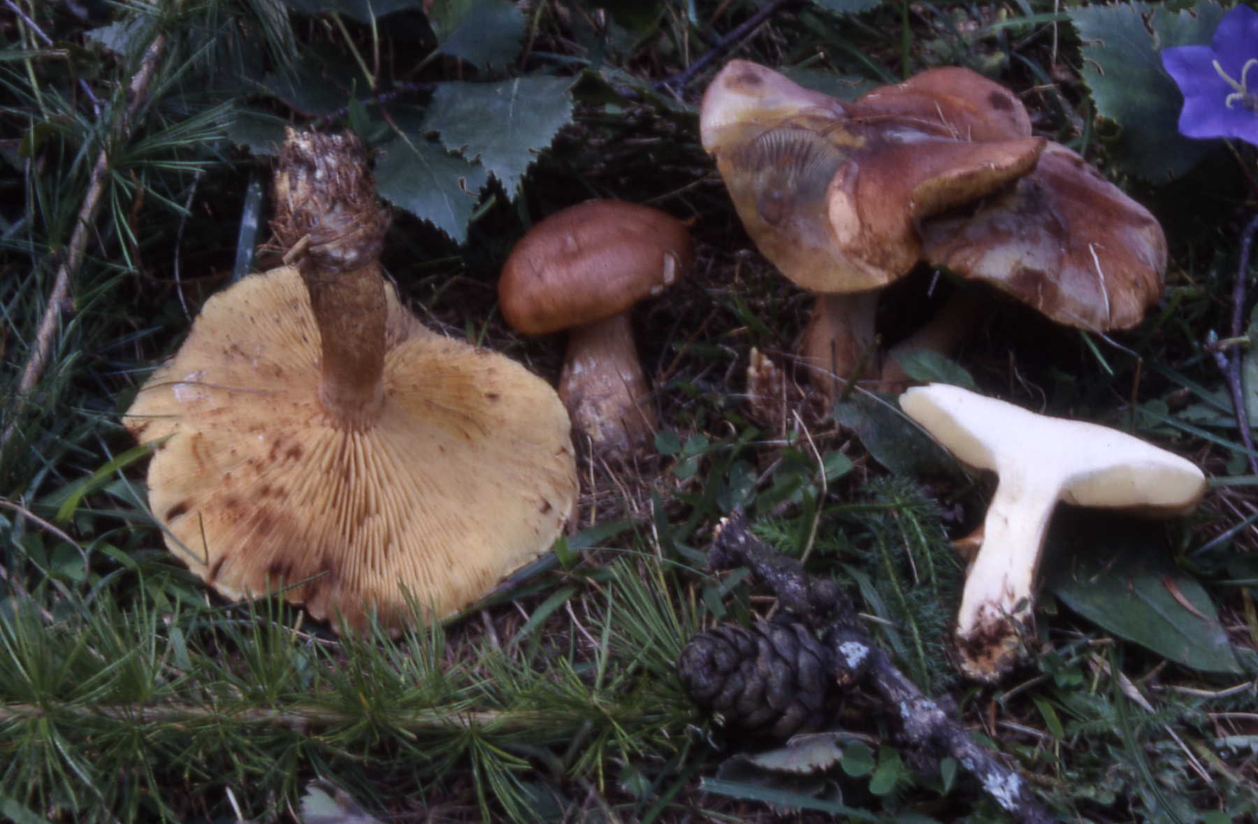 Tricholoma fulvum (DC.:Fr.) Sacc.