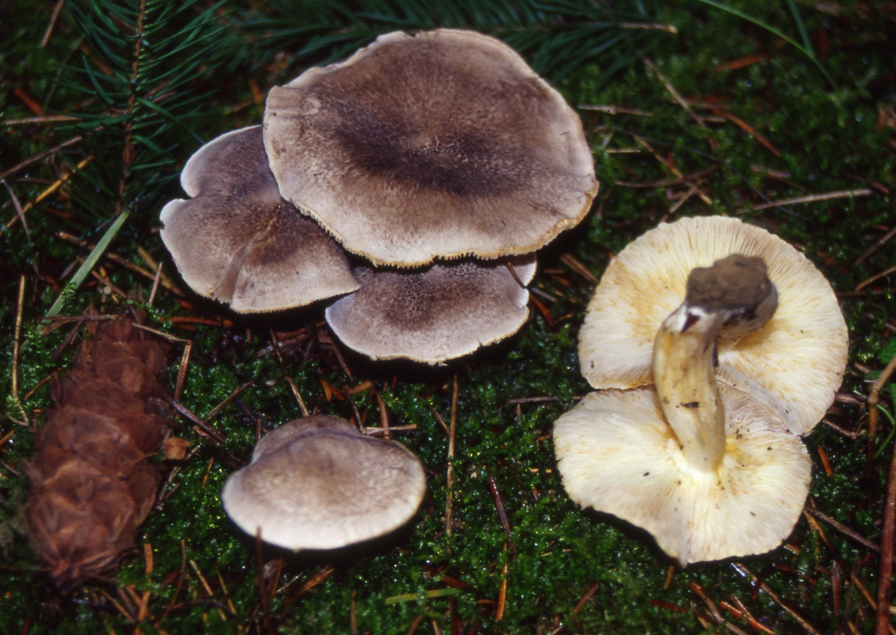 Tricholoma scalpturatum (Fr.) Quél.