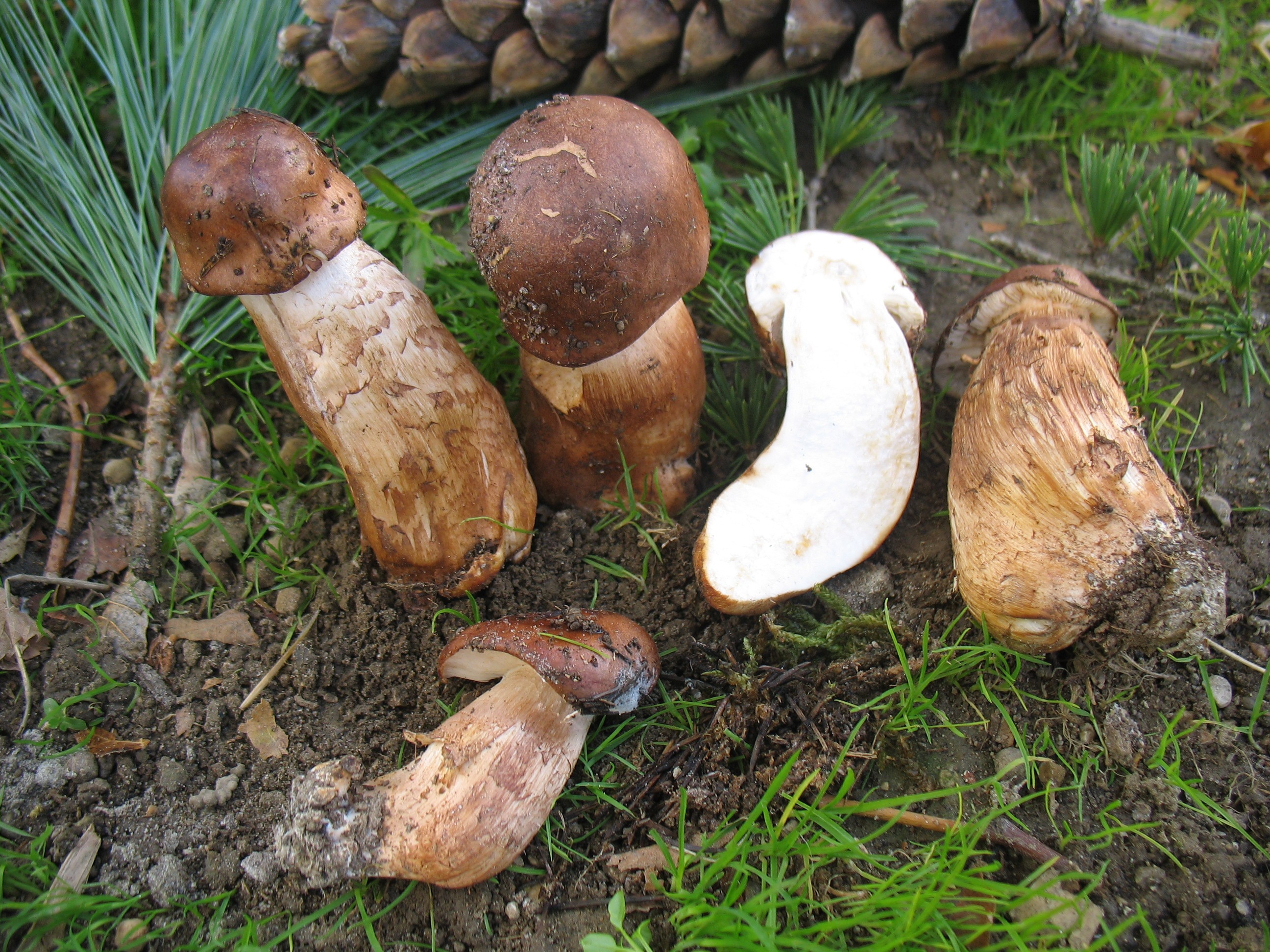 Strana forma di Tricholoma tridentinum var.cedretorum