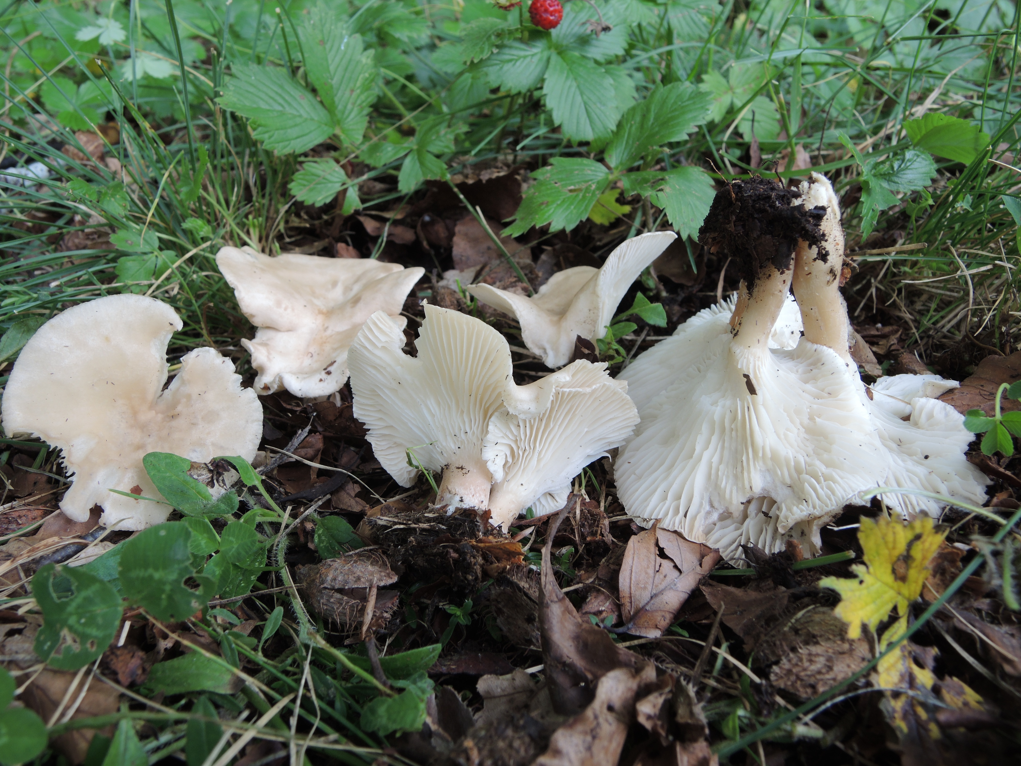 Clitocybe catinus (Fr.) Quélet.