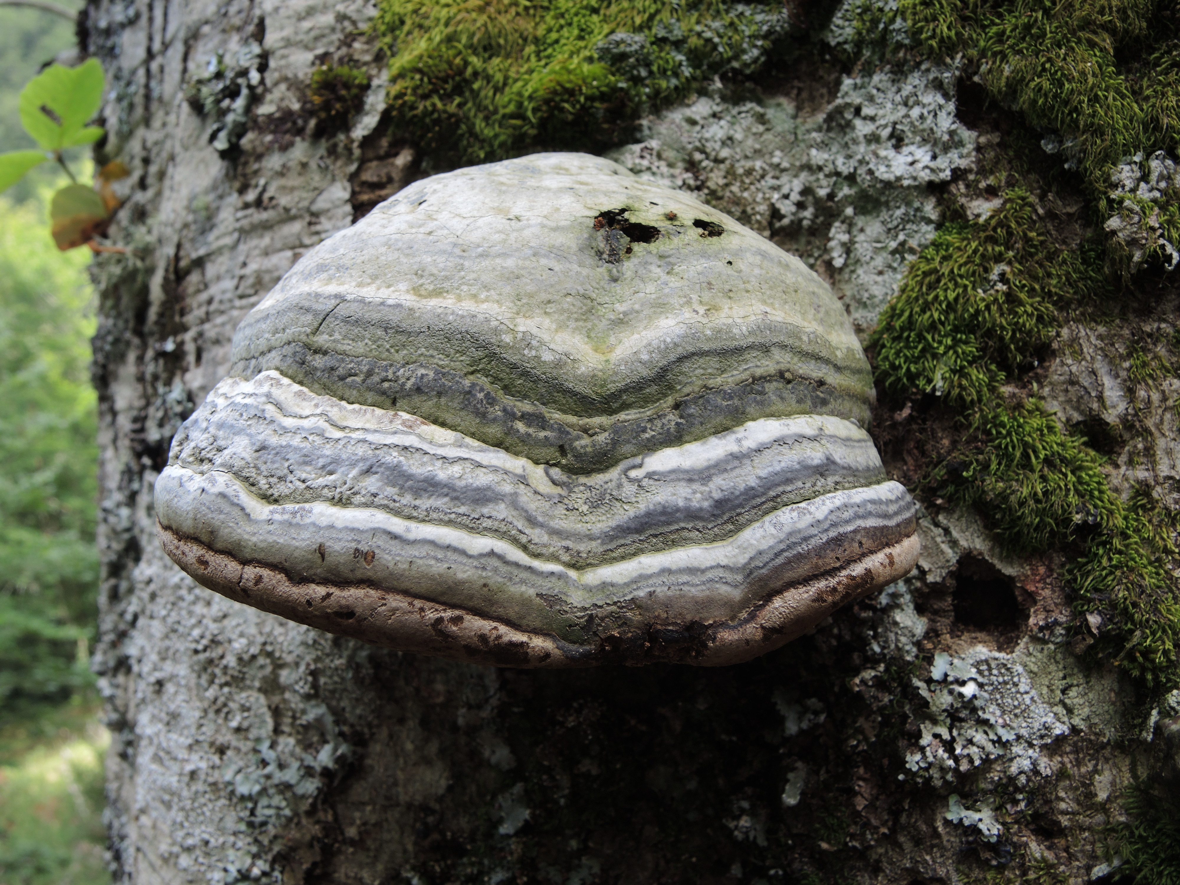Fomes fomentarius (L.) JJ. Kickx