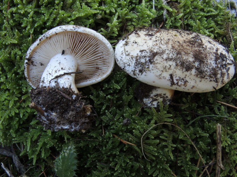 Hebeloma crustuliniforme (Bull.) Quél.