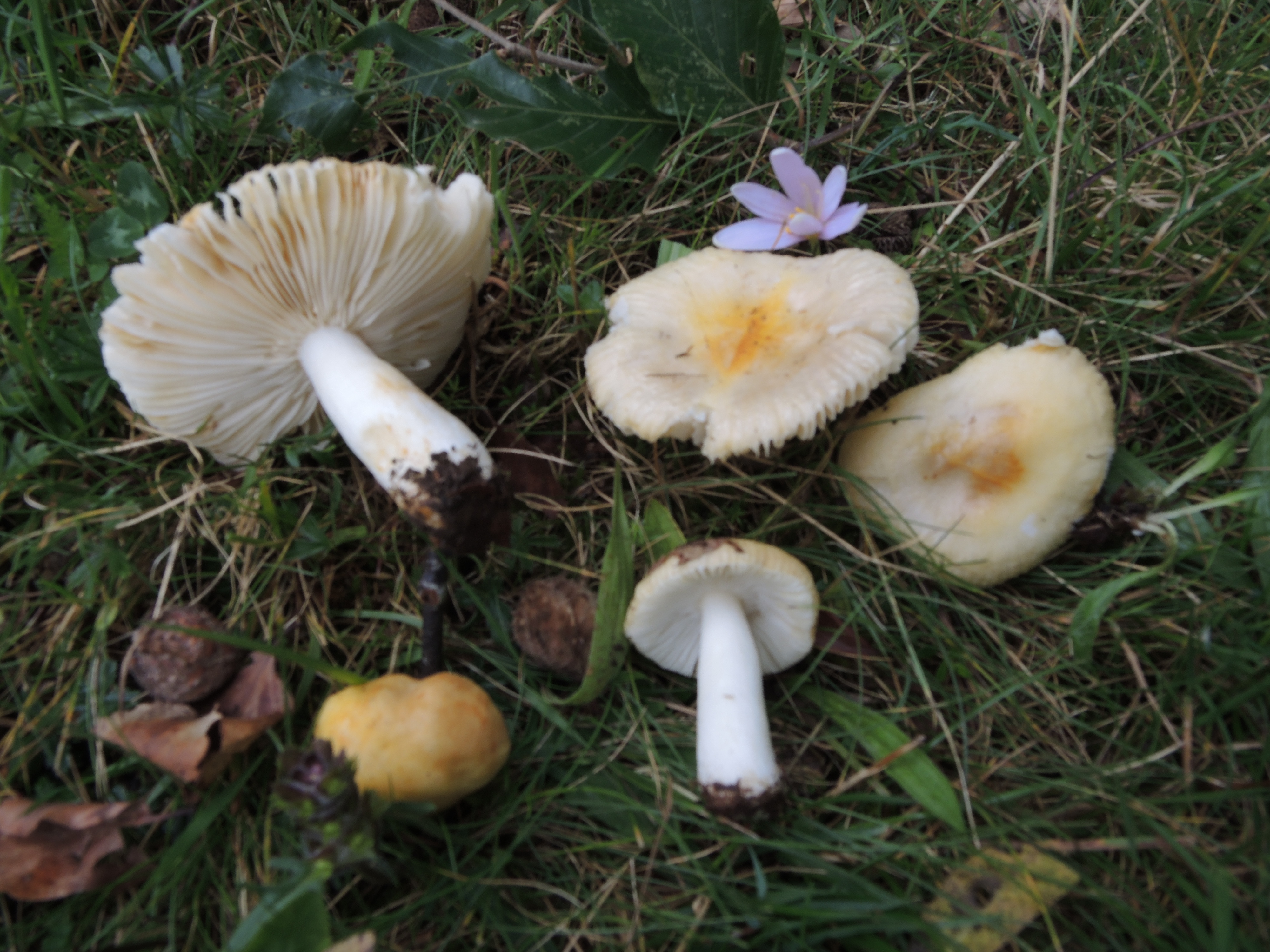 Russula solaris Ferd. et Winge