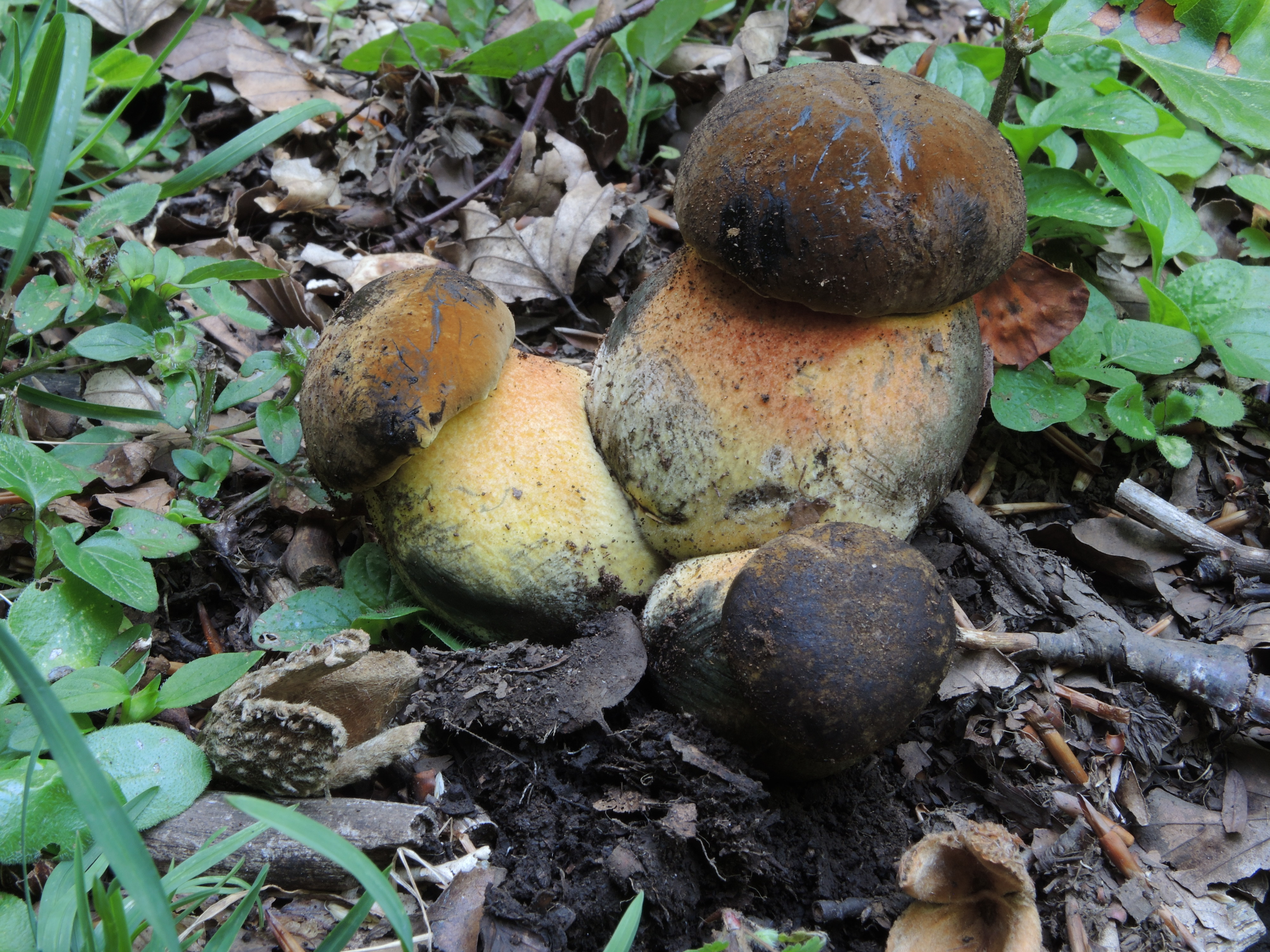 Boletus erythropus Pers.