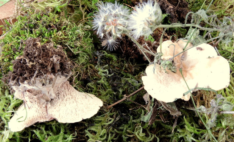 Abortiporus biennis (Bull.) Singer