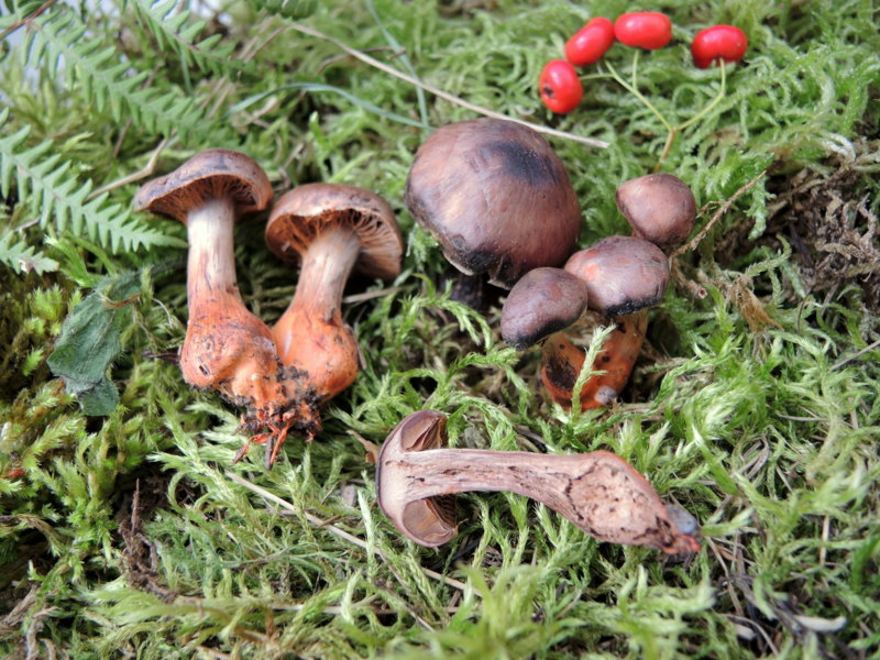 Cortinarius builliardii (Pers.) Fr.