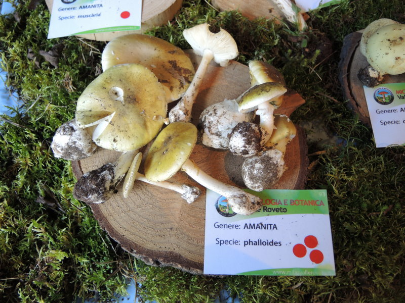 Amanita phalloides (Fr.) Kummer