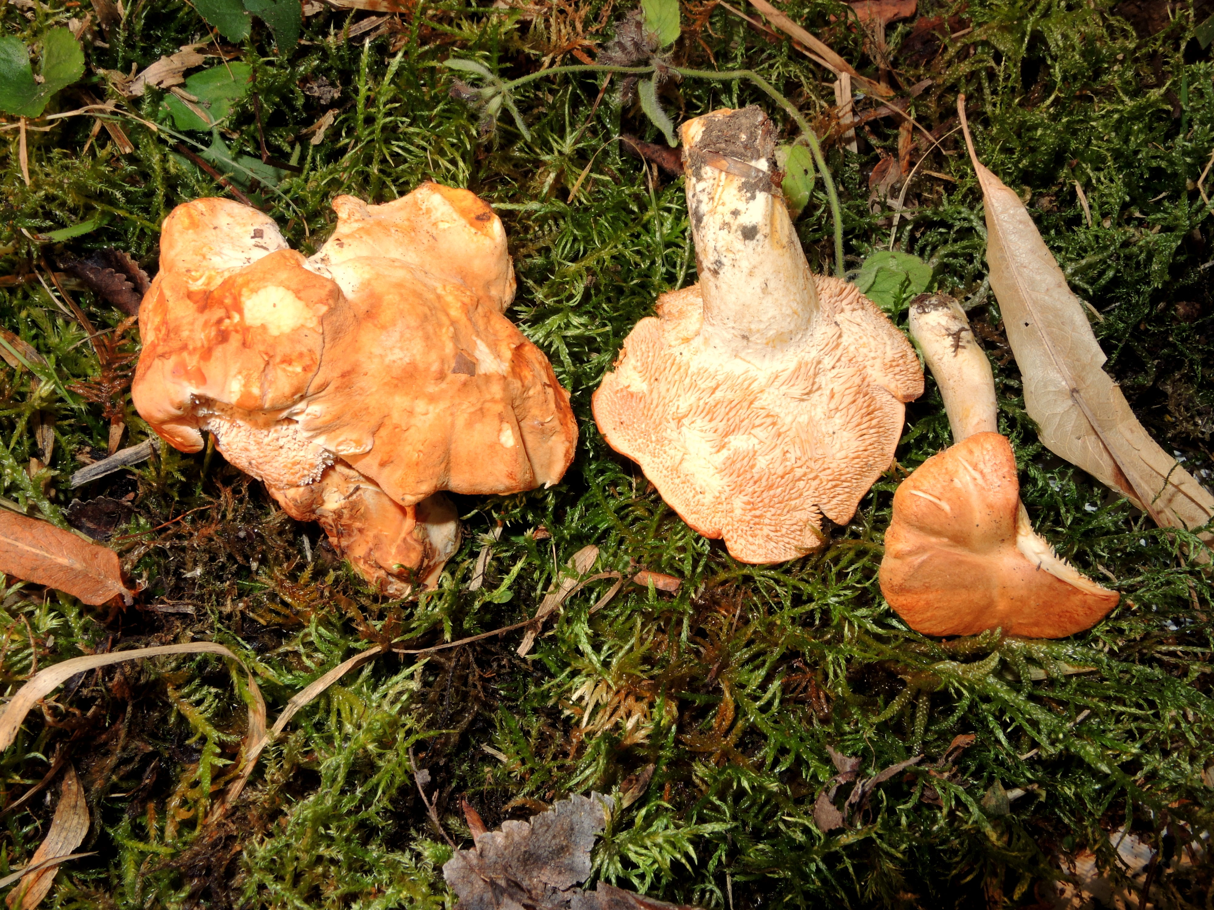 Hydnum rufescens Pers.