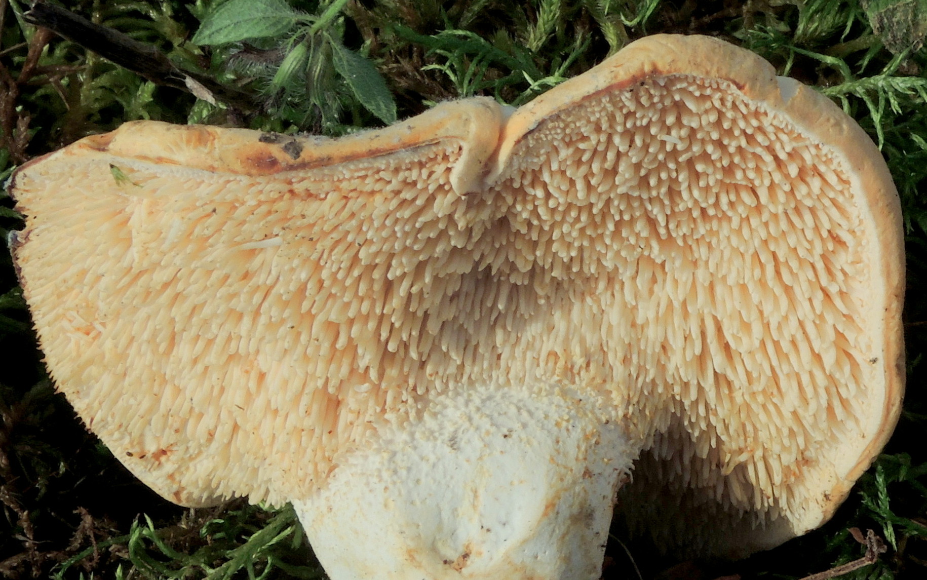 Hydnum repandum L. ex Fr.