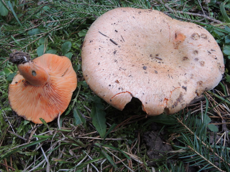 Lactarius deterrimus Groger