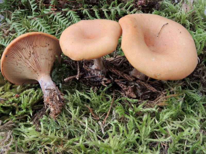 Lepista flaccida (Sowerby) Pat.