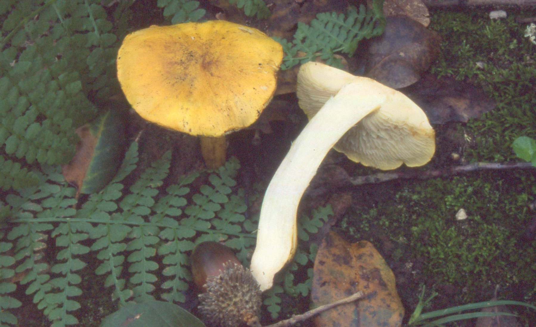 Tricholoma coryphaeum (Fr.) Gillet