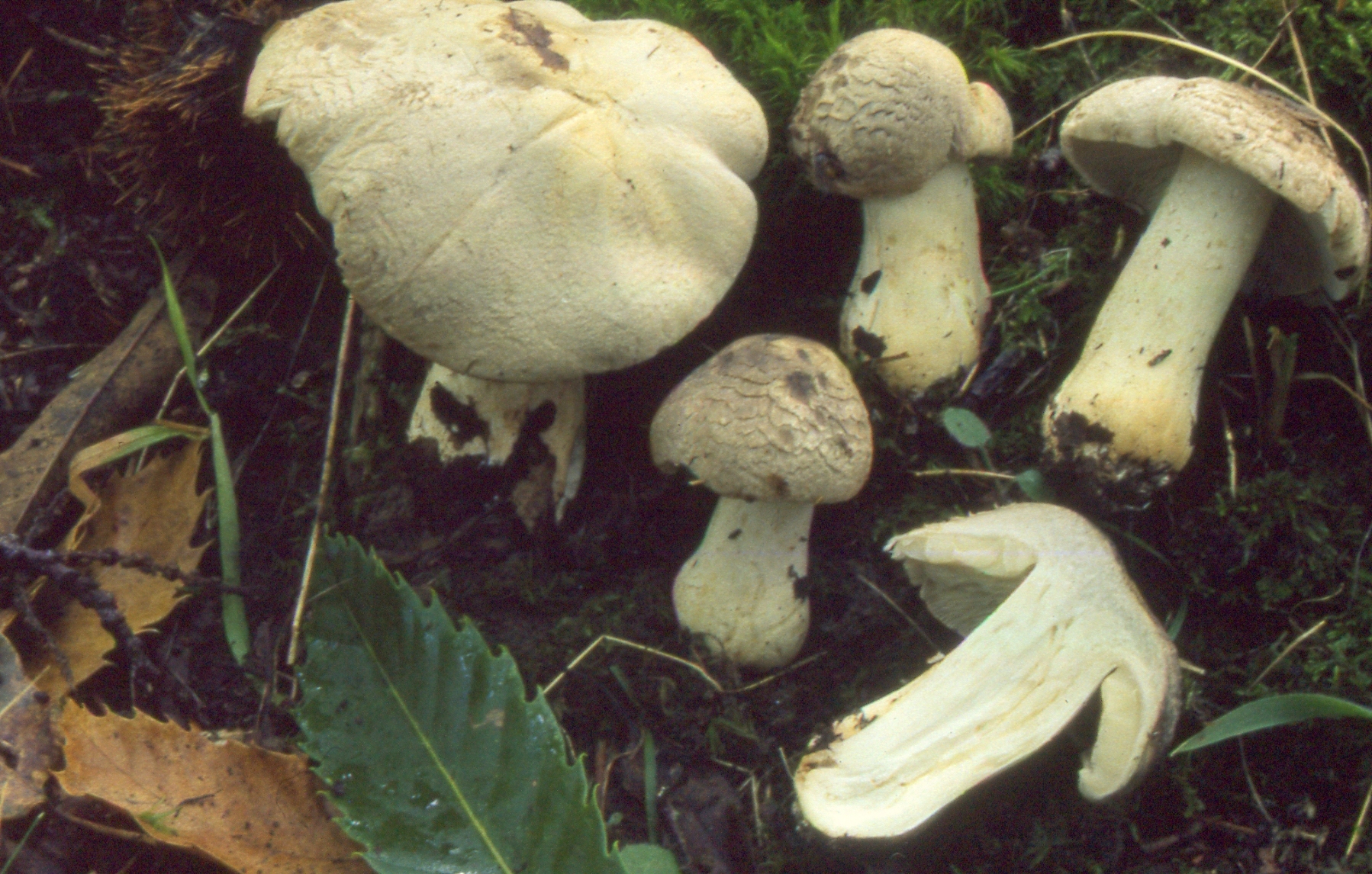 Tricholoma filamentosum (Alessio) Alessio