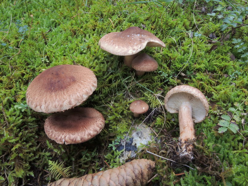 Ticholoma vaccinum (Schaeff.) P.Kumm.