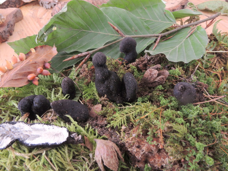 Xylaria polymorpha (Pers. ex Mér.) Grév.